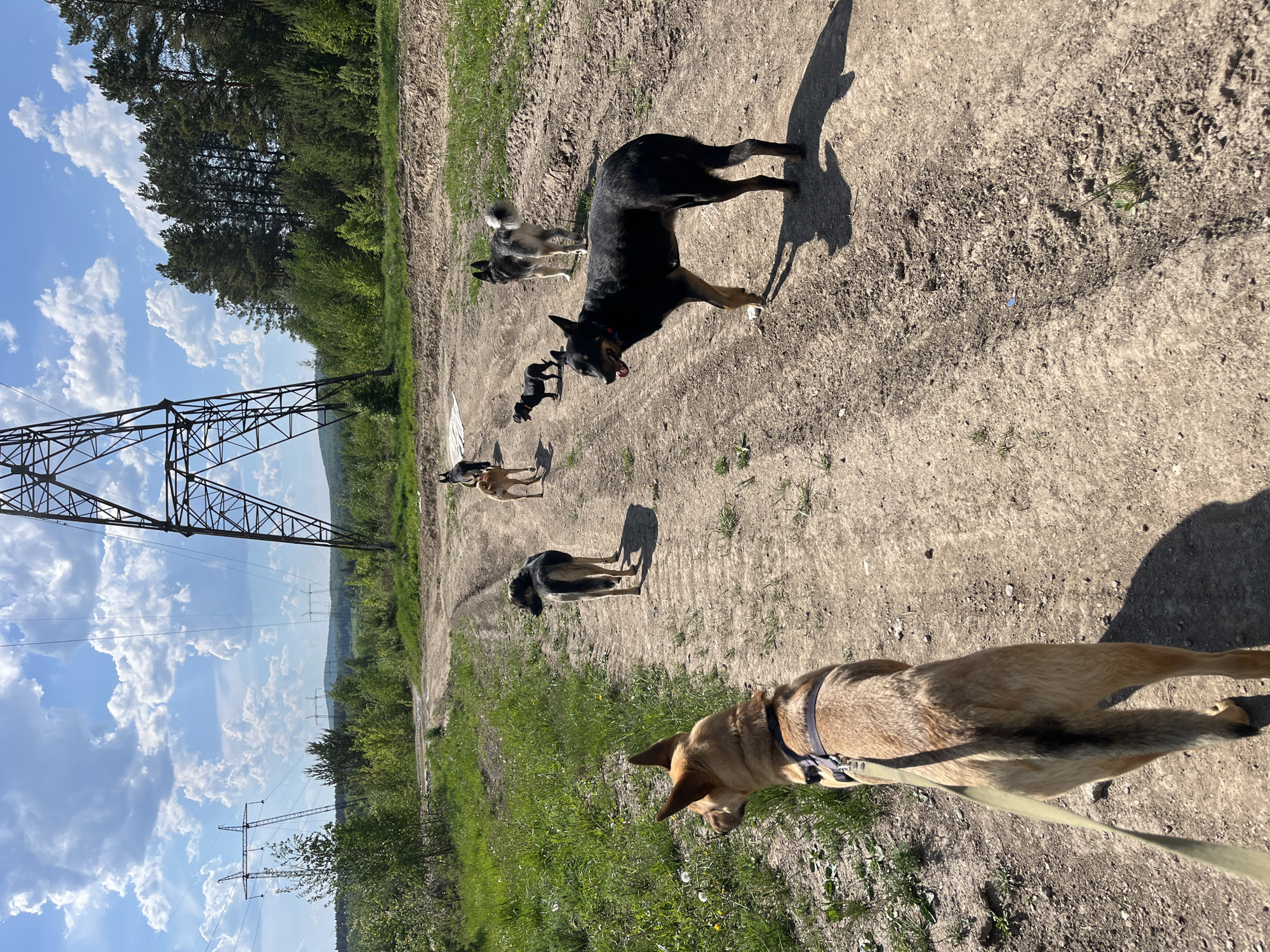 The image shows a group of dogs on a dirt path in what appears to be a rural or semi-rural area. Power lines and towers are visible in the background, and trees line the path on one side. Six or seven dogs are present, of different breeds and sizes. One dog, tan in color and wearing a harness, is closest to the camera, while the others are further down the path. The location is identified as Nizhny Tagil, Russia. The setting suggests a natural environment with man-made elements.
