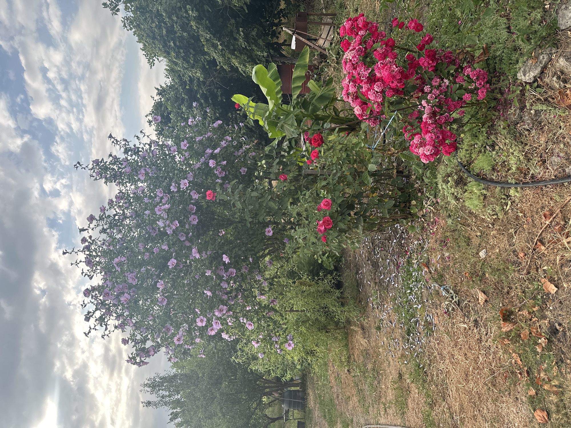 The image shows a garden scene with a variety of plants and elements. In the foreground, a patch of dry grass and scattered leaves is visible. To the right, a dense bush of bright pink roses is in full bloom. Behind the roses, a banana plant with large green leaves stands out. To the left of the banana plant, a tree with light purple flowers is laden with blooms. Further back, more trees and foliage create a lush green background. In the middle ground, several dark barrels are stacked near a fence. The sky above is partly cloudy, with patches of blue sky visible through the white and gray clouds. The overall impression is of a slightly overgrown, rustic garden environment. There are no people or animals visible in the image.