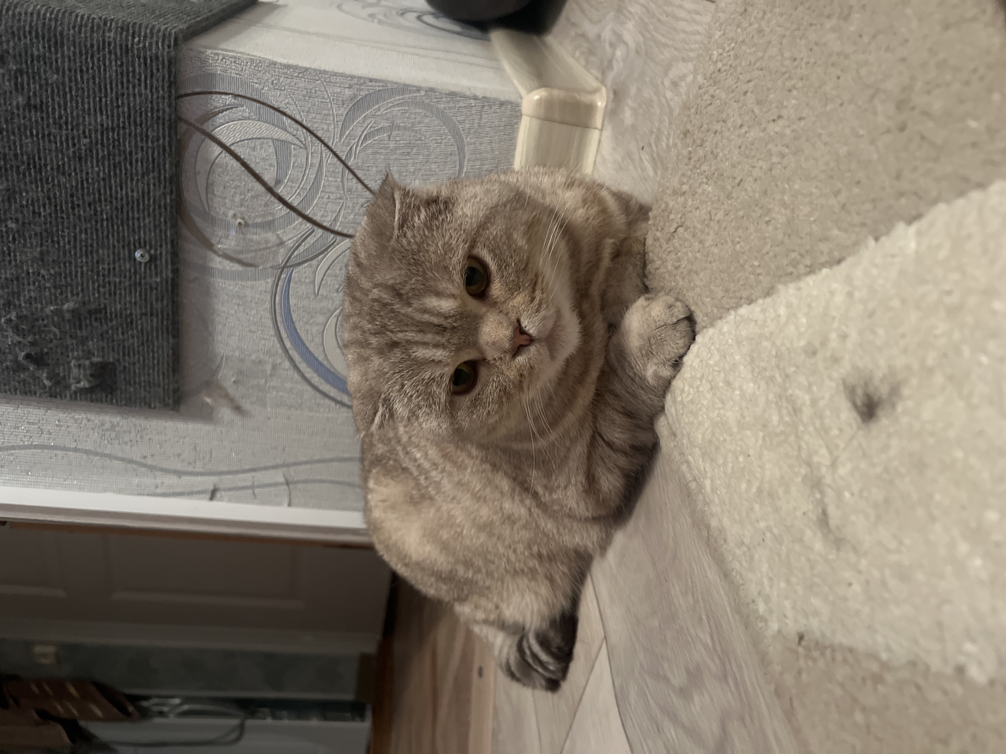 A close-up shot shows a Scottish Fold cat with gray-striped fur and amber eyes. The cat rests on a white, shaggy surface, possibly a rug or cushion. In the background is a gray scratching post attached to a textured, light-colored wall with decorative patterns. The cat's body is angled slightly towards the viewer, with its head tilted to the side. The setting appears to be indoors, possibly a private residence. There is no information present to confirm that the location is in the city of Chaikovsky, Russia.