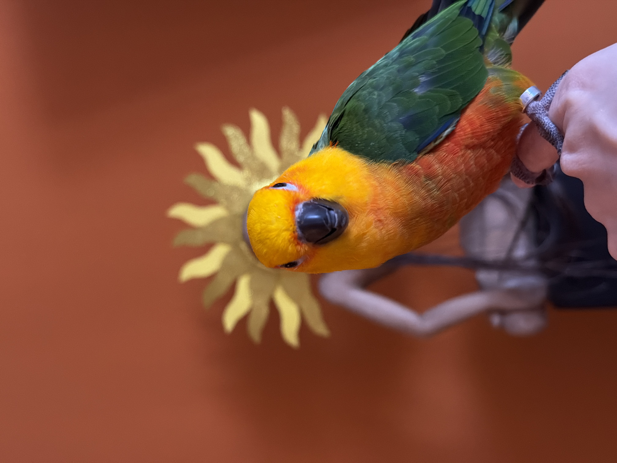 A sun conure parrot clings to a person's finger against an orange wall with a gold sun decoration. The parrot is vibrant with green, orange, and yellow plumage. The person's hand is holding a gray perch. The photograph was taken in Khimki, Russia.