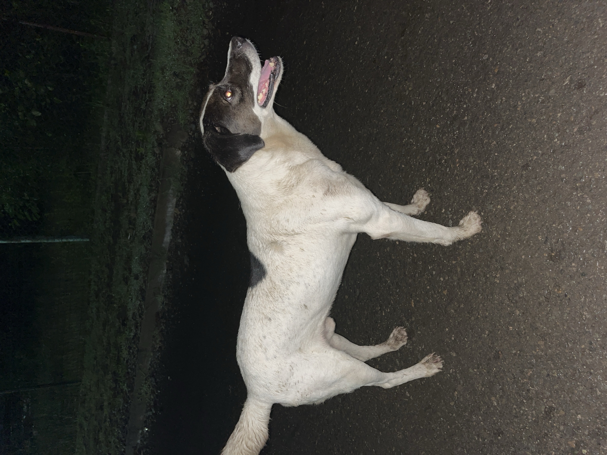 A medium-sized dog, predominantly white with black markings on its head and a patch on its back, stands on a wet asphalt surface. The dog is facing right, with its mouth open and tongue visible. Its eyes are reflecting light. The background shows a dark, grassy area with some vegetation and possibly a fence. The scene appears to be outdoors, likely in an urban or semi-urban environment at night, given the lighting conditions. The location is Ureki, Georgia.