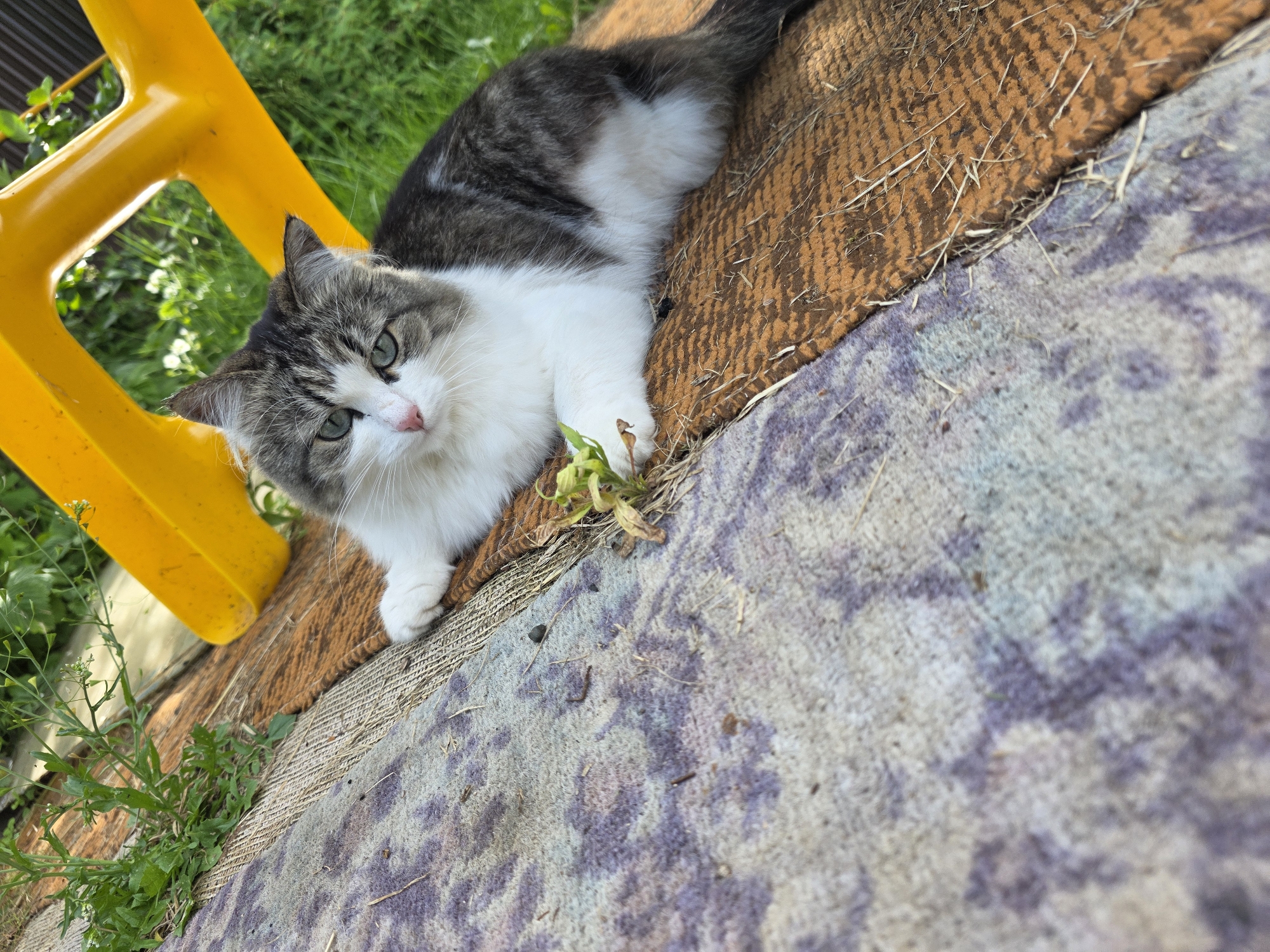 This high-angle outdoor photograph captures a fluffy, medium-haired cat resting in Chaikovsky, Russia. The cat, with prominent green eyes and a pink nose, features a white chest and belly, contrasting with its gray and white tabby-patterned back, head, and tail. It lies stretched out, looking directly at the viewer with a calm and watchful expression. The cat is positioned on two different, worn rugs or blankets: one a textured brown and orange, and the other a grey and purple patterned fabric. Both rugs show small bits of dry grass or debris, reinforcing the outdoor setting. To the left of the cat, a bright yellow plastic object, likely part of a chair, is partially visible. Lush green grass and various plants frame the scene in the background and foreground. The bright, natural lighting indicates a sunny daytime. No text is visible in the image.