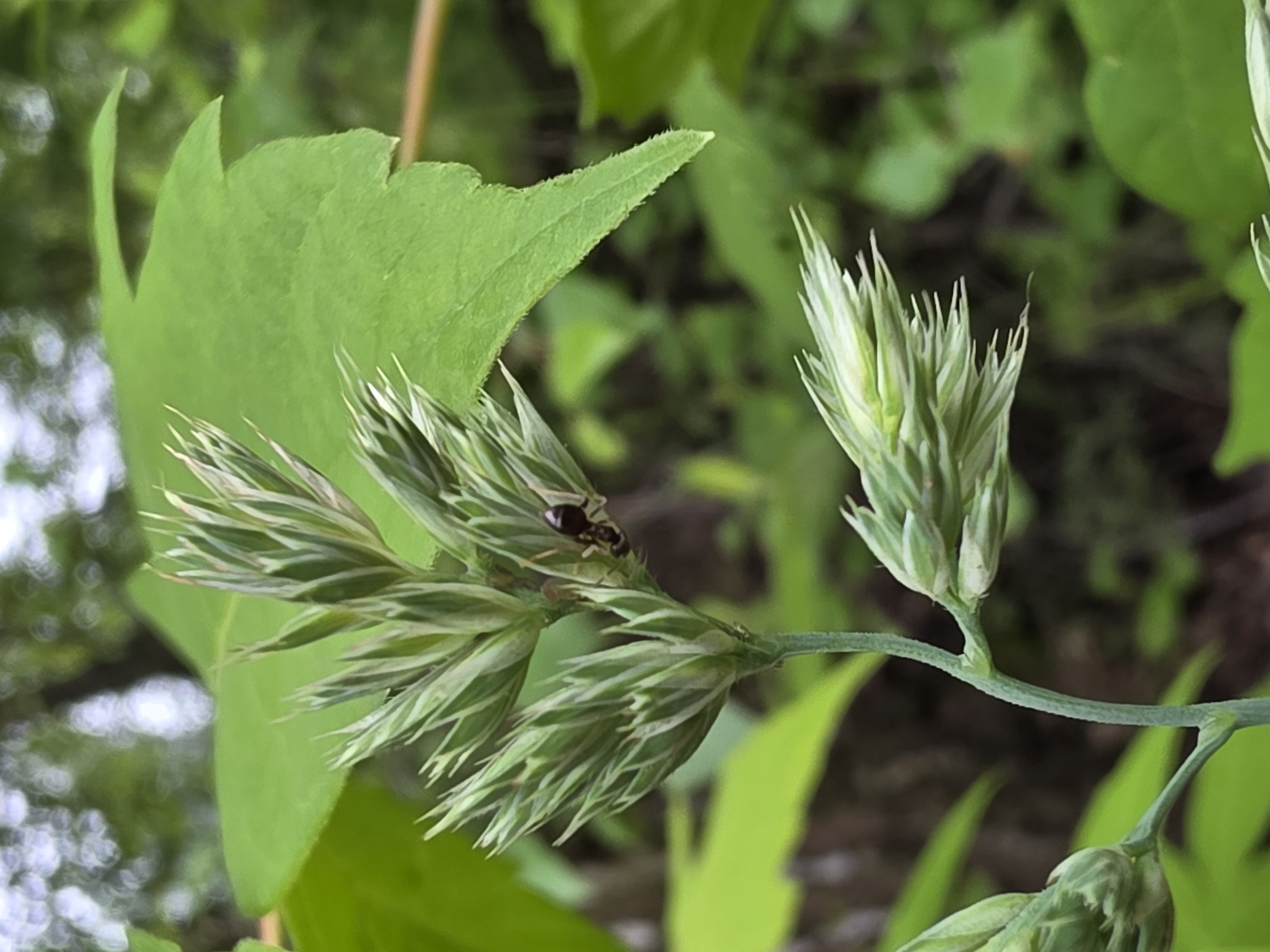 The image shows a close-up of green plants and grass with an ant crawling on the grass. The background is blurred. The location is not evident from the image and cannot be determined.