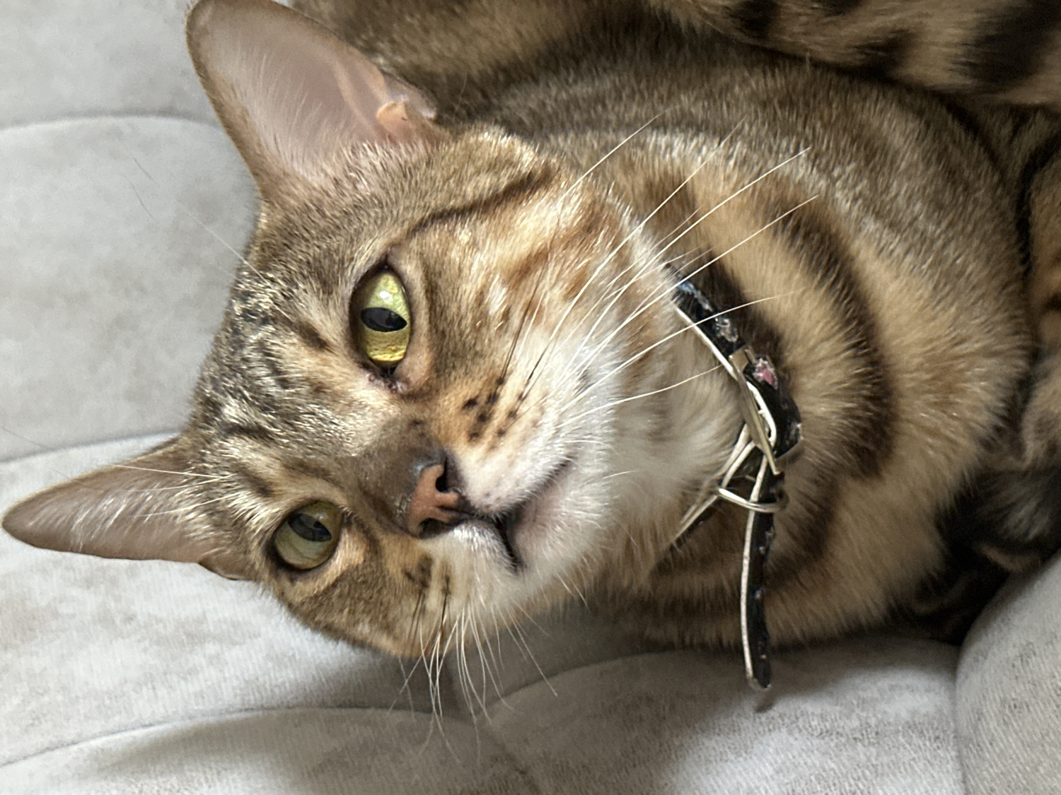 A close-up, horizontal shot features a domestic cat with distinctive tabby or Bengal-like markings. The cat is lying down on a light-colored, soft surface, likely a blanket or upholstery, and looking directly towards the viewer with its head slightly tilted. Its eyes are a striking green-yellow with vertical pupils, and its gaze appears calm and inquisitive.
The cat's fur is a mix of brown, black, and tan stripes and spots. It has a pinkish nose and long, prominent white whiskers fanning out from its muzzle. Around its neck, the cat wears a dark-colored collar, possibly black or dark blue, with a silver-toned buckle and ring. The collar appears somewhat worn or discolored in places.
The background is uniformly light gray or off-white, suggesting an indoor setting. There are no specific visual cues within the image to indicate the time of day, weather, or the provided location context of Chaikovsky, Russia. The focus is entirely on the cat's face and upper body, conveying a sense of relaxed observation.