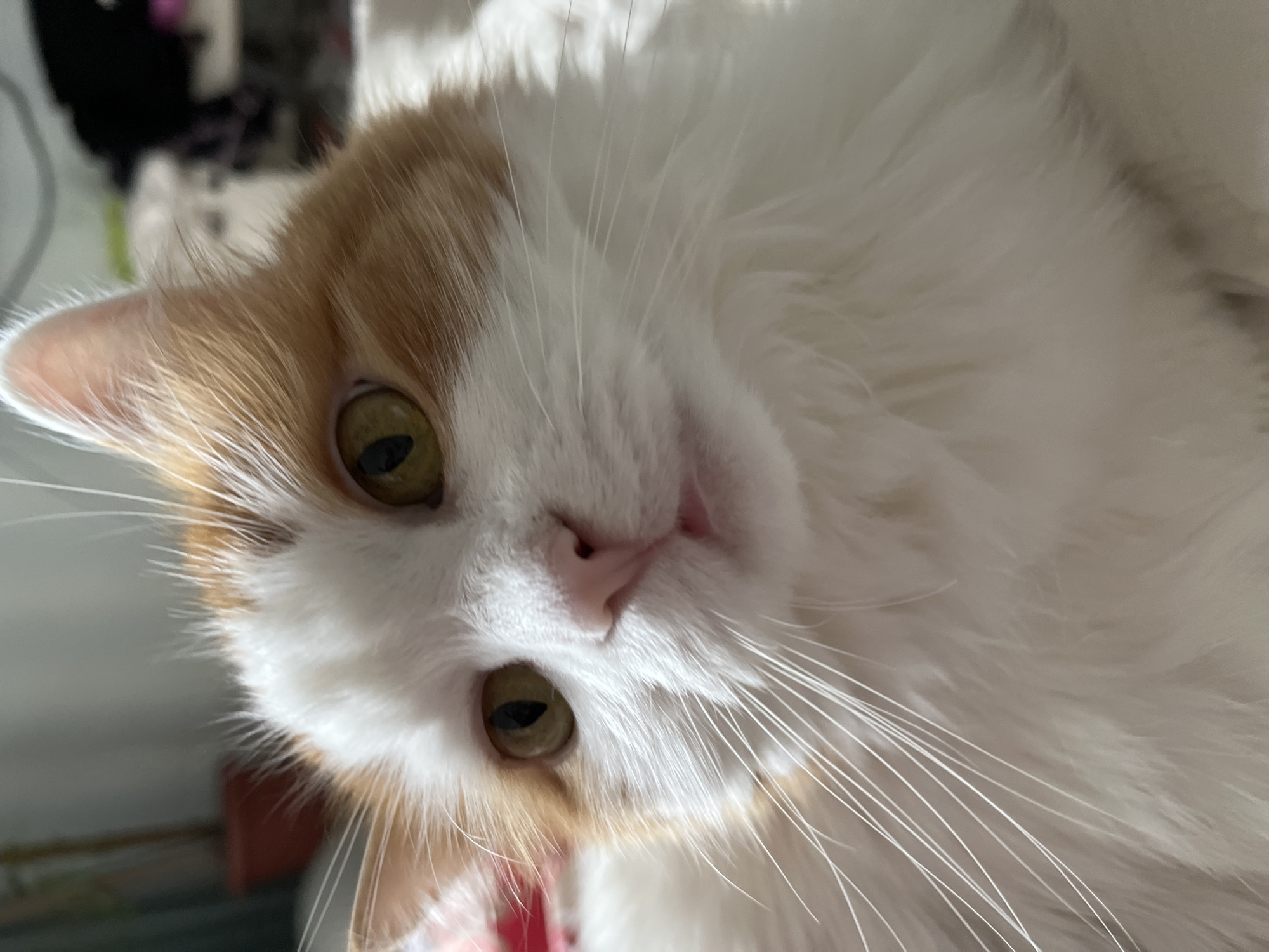 The image is a close-up, eye-level, portrait shot of an orange and white cat. The cat's face fills most of the frame. Its eyes are a golden-green color and are looking directly at the camera. The cat has long, white whiskers that extend outwards. Its nose is pink, and its mouth is slightly open, revealing a small pink tongue. The cat's fur is white with orange markings on its head and ears. The background is out of focus and appears to be an indoor setting, possibly a home. There are hints of a red potted plant in the upper left corner and some blurred objects in the background that could be furniture or other household items. There is no information in the image that suggests a specific location within Ivanteyevka, Russia.