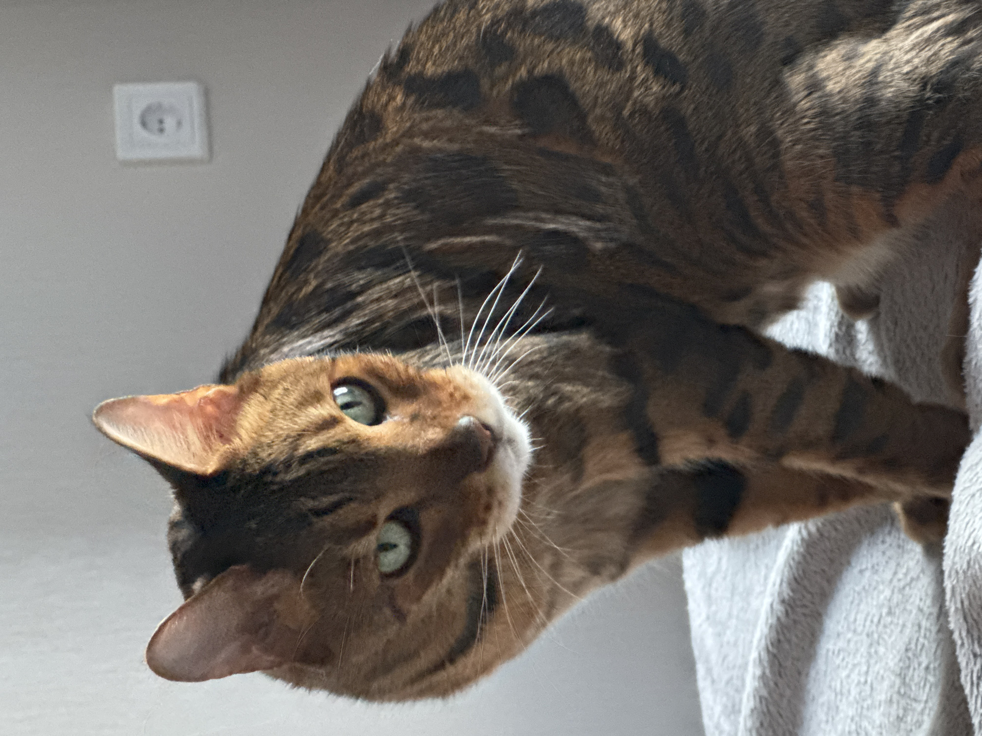 The image is a close-up, low-angle shot of a Bengal cat's face and upper body. The cat has striking green eyes and a distinctive spotted tabby coat. It is positioned with its head tilted and looking upwards towards the camera, with one ear clearly visible and the other partially obscured. The cat's body is draped over a soft, gray, fuzzy blanket, which occupies the right side of the frame. The background is a plain, light gray wall with a white electrical outlet visible in the upper left corner. The lighting suggests it may be daytime, with natural light casting some shadows. The cat's expression appears curious and attentive. There is no visible text in the image.