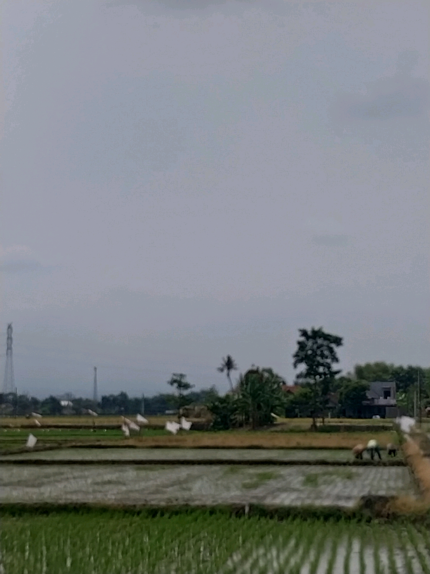 This is a low-angle, wide shot of a rural landscape in Cucukan, Indonesia, under an overcast sky. In the foreground, rows of green rice paddies are visible, with the water reflecting the sky. Further back, a section of rice field is cultivated by three individuals, two of whom appear to be wearing white shirts and dark pants, and are bent over, possibly planting or tending to the crops. The third figure is darker and also appears to be working. Scattered throughout this field are several white flags or markers. Beyond the cultivated fields, trees and a few small buildings are present, including a dark-colored, two-story structure. In the distance, utility towers and more trees are visible against the hazy horizon. The overall scene depicts agricultural activity in a serene, cloudy environment.
