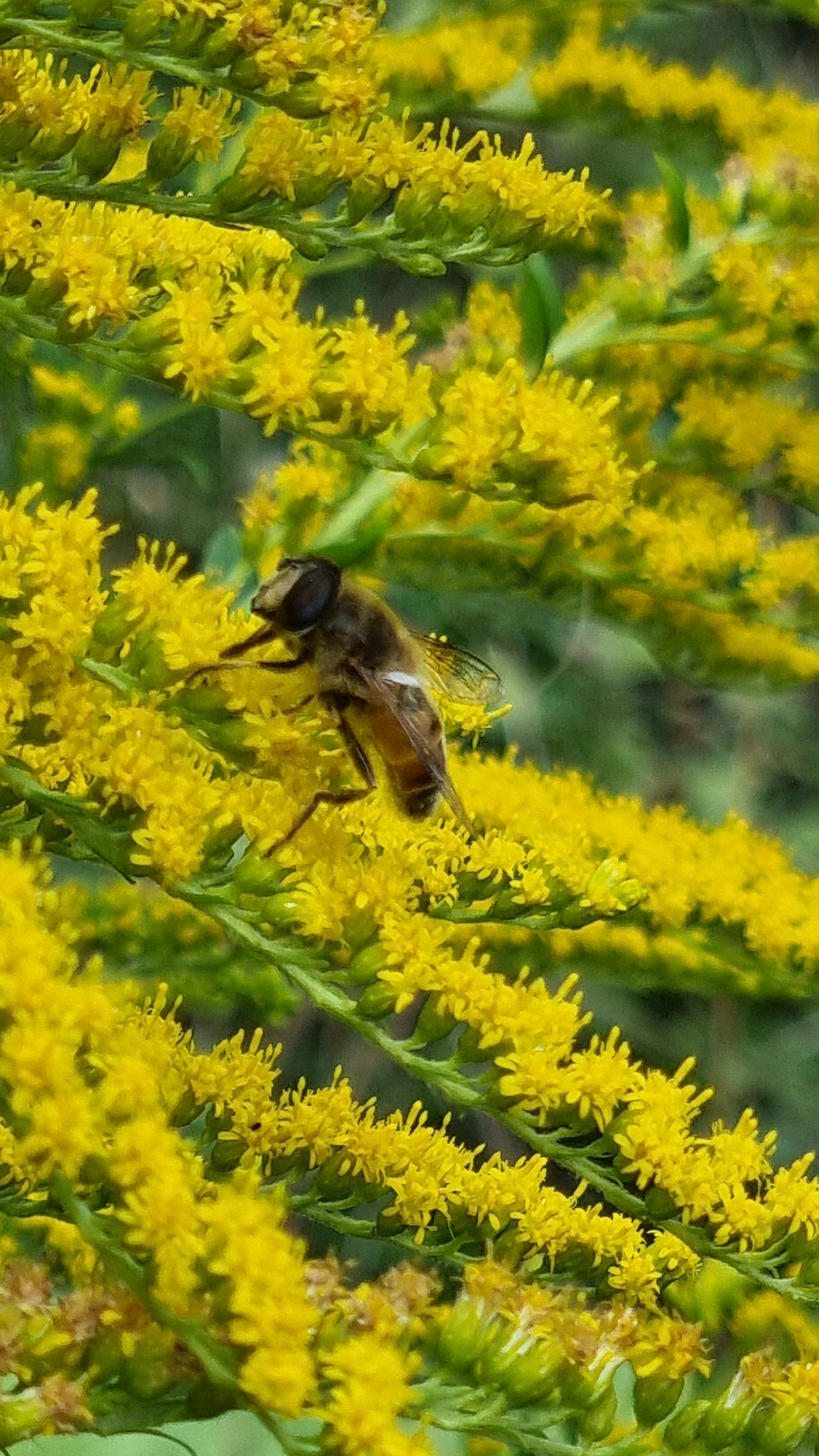 In Smila, Ukraine, a hoverfly with brown and yellow markings rests on a cluster of small yellow flowers. The hoverfly's large, dark eyes are prominent, and its transparent wings are visible. The insect is positioned on the left side of the frame, surrounded by the dense, fuzzy texture of the blooming goldenrod. The background is a blur of green foliage and more yellow flowers, suggesting an outdoor, natural setting. The lighting is soft, highlighting the details of the hoverfly and the delicate structure of the flowers.