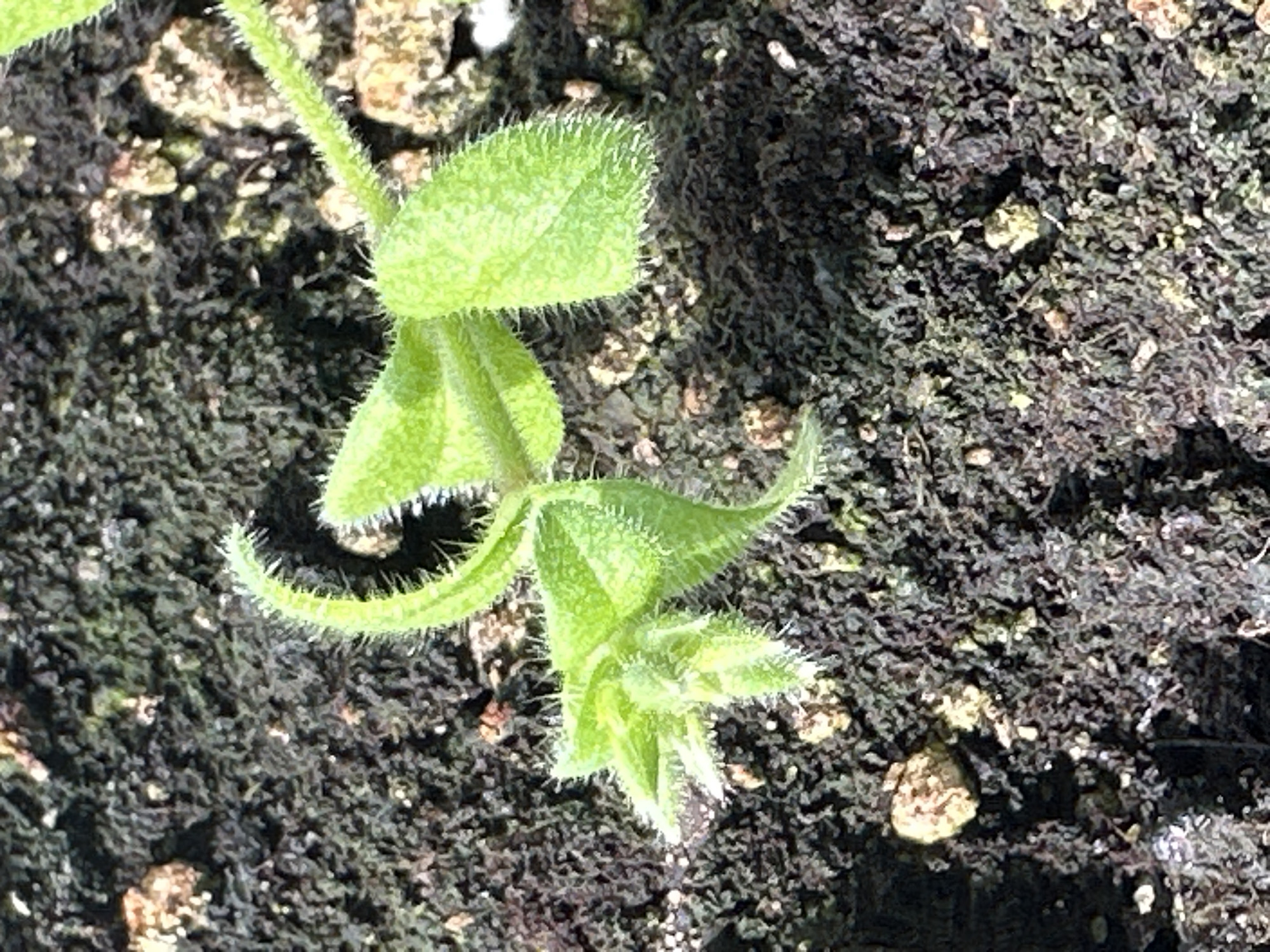 The image is a close-up shot of a small, green seedling growing in dark soil. The seedling has fuzzy stems and leaves, with some tiny white hairs visible along the edges. The soil appears to be a mix of dark organic matter and small, light-colored pebbles or particles. The lighting suggests it is outdoors, possibly in natural sunlight. There are no people or discernible objects other than the plant and soil. The image does not provide any information about the city of Nevinnomyssk, Russia.