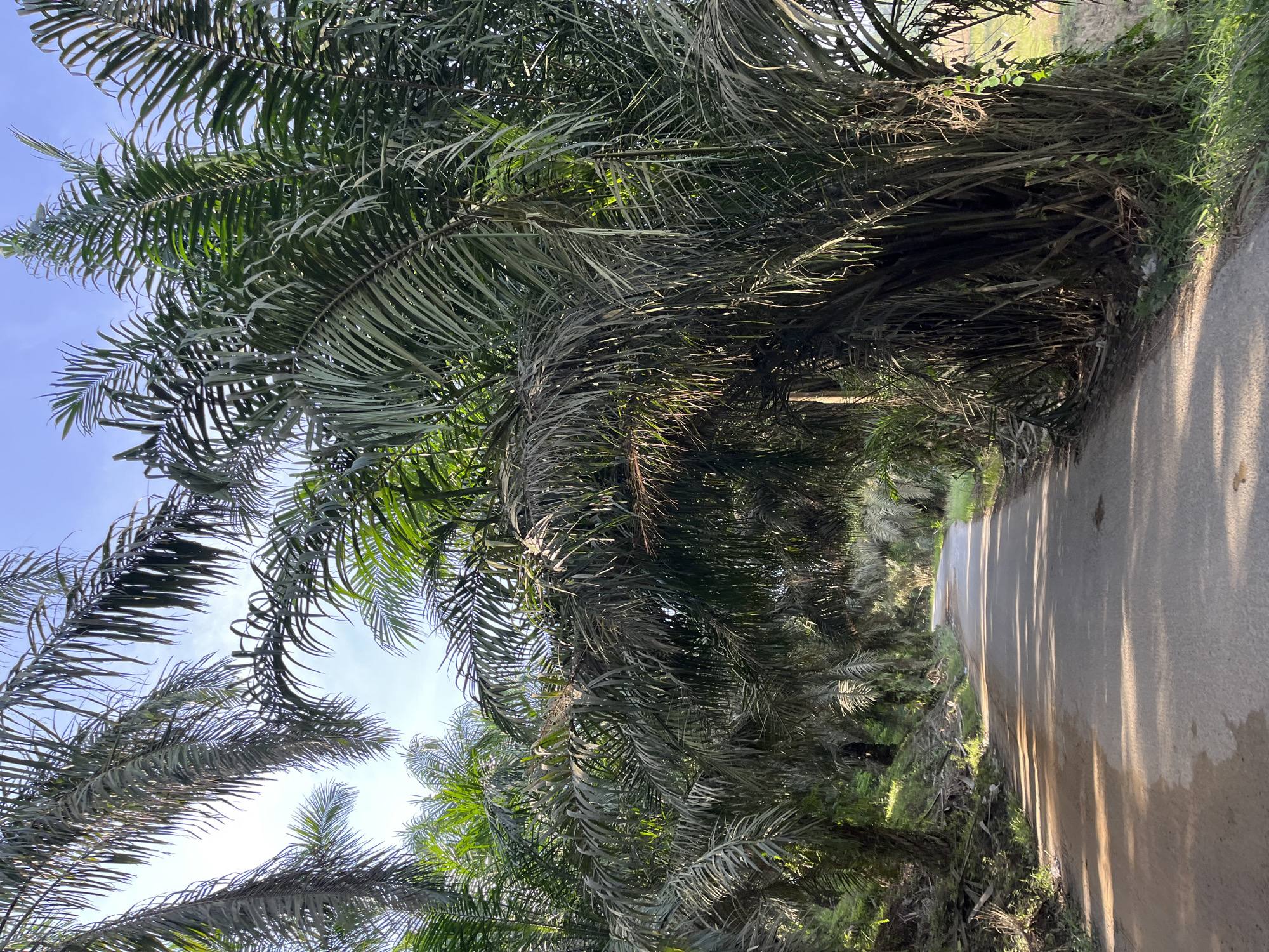 The image depicts a rural road winding through a dense plantation of palm trees. The road is paved and appears to be in moderate condition, with some patches of dirt and what looks like water or mud. Sunlight filters through the fronds of the palm trees, creating dappled patterns on the road and the surrounding vegetation. The trees are tall and laden with numerous long, slender fronds, some of which arch over the road, forming a natural canopy. The vegetation is lush and green, suggesting a tropical environment. The sky above is visible in patches, appearing bright and possibly with some wispy clouds. The overall scene conveys a sense of serenity and natural beauty, characteristic of agricultural landscapes in Indonesia. Based on the image, the location is identified as Sukajadi, Indonesia.