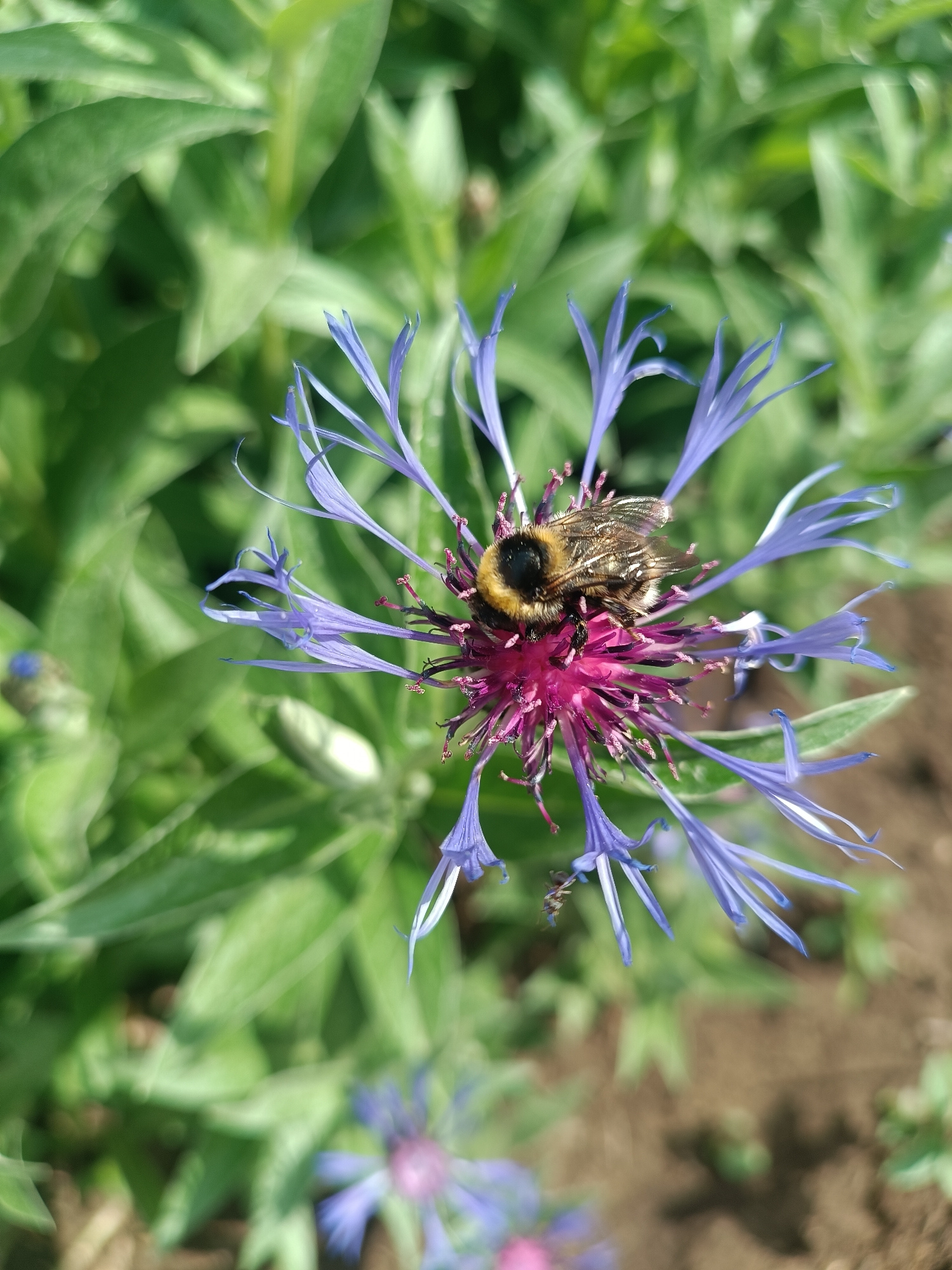 A bumblebee rests on a cornflower. The cornflower has purple petals and a pink center. The surrounding foliage is green. The scene is located in Chaikovsky, Russia.
