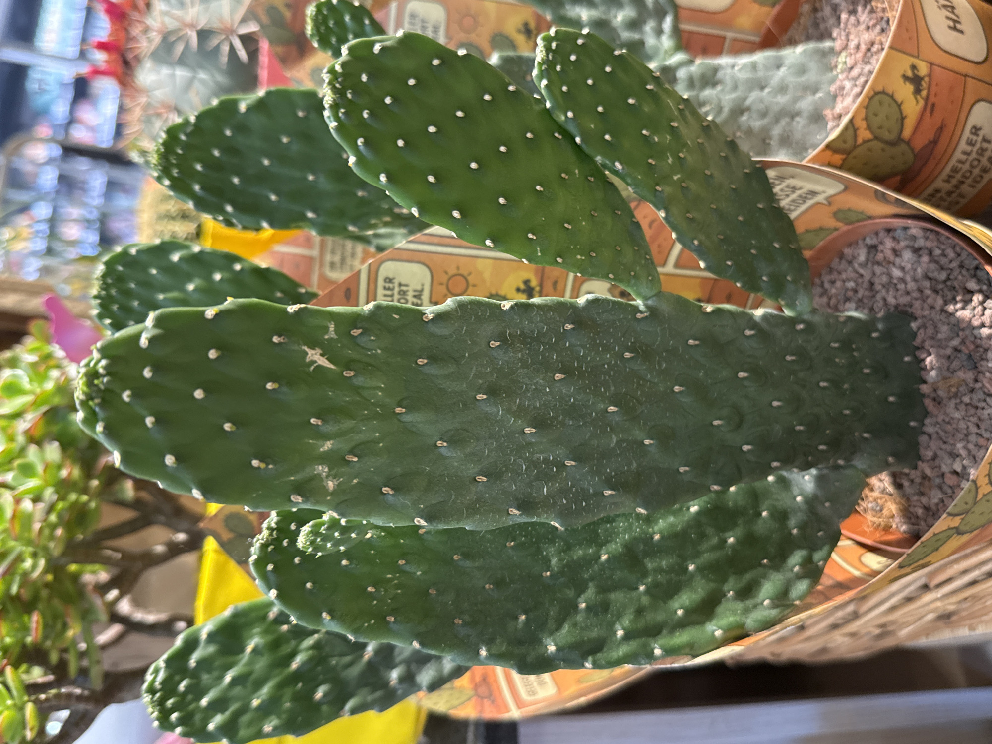 The image shows a close-up of a prickly pear cactus plant in a terracotta pot. The cactus has several flattened, green pads covered in small white spines. The pot is decorated with an orange and yellow patterned wrap featuring a cowboy and a cactus. The pot contains small, reddish-brown gravel as soil. In the background, out of focus, are other plants, possibly in a greenhouse or garden center. The overall lighting suggests it is daytime with sunlight. The plant appears to be located in a retail setting, possibly a garden center or nursery. There are no people visible in the image. The text on the pot wrap is partially visible and appears to be in German. One visible section reads "UN HELLER". The location is confirmed as Herzberg, Germany.