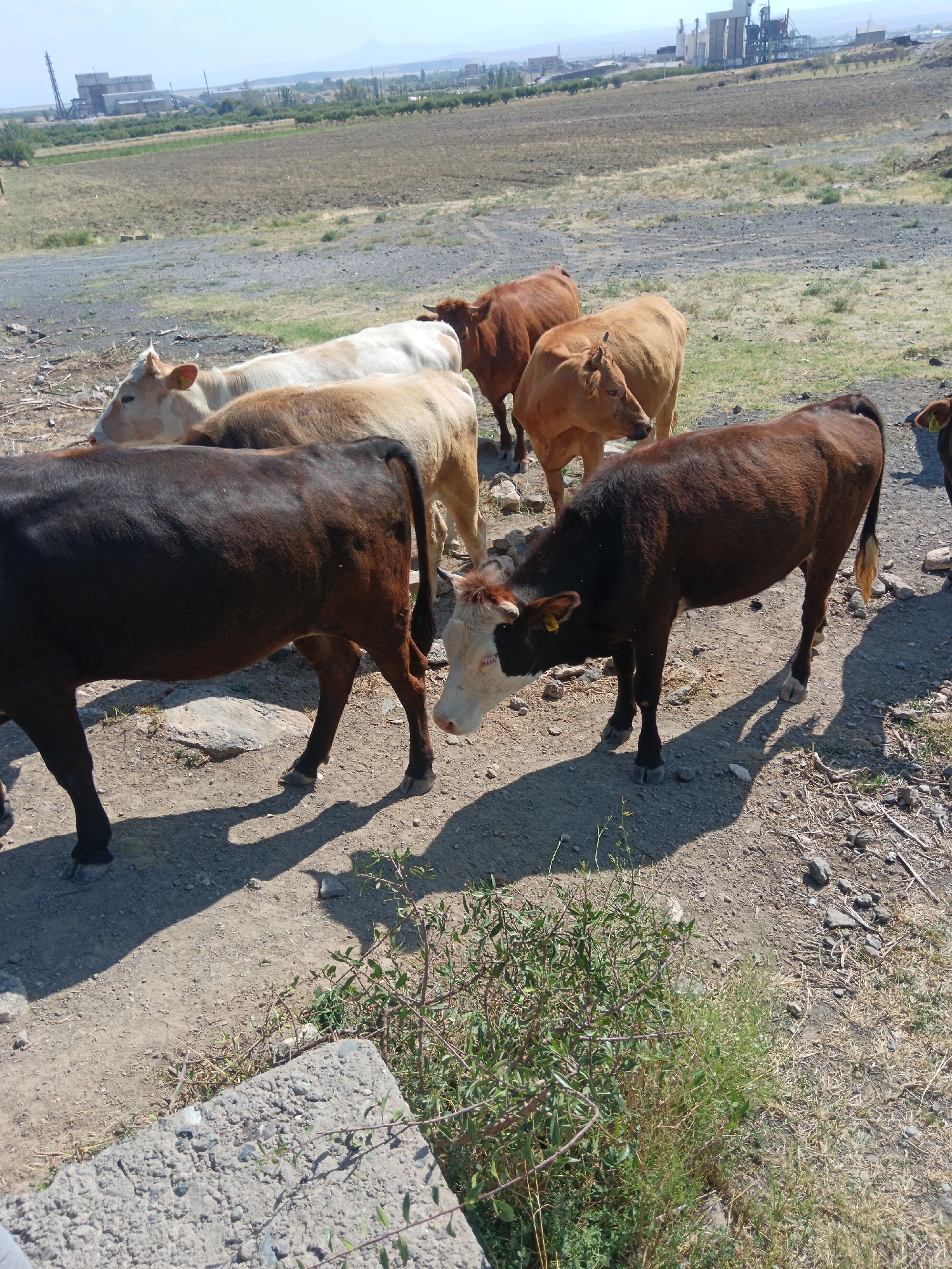 In Aragatsavan, Armenia, a group of seven cows stands on a dusty, rocky terrain under a clear sky. The cows, varying in color from dark brown to light brown and white, are positioned in a loose cluster. In the background, a dry, agricultural field stretches towards industrial buildings and faint mountains on the horizon. The foreground features a concrete slab and scattered dry vegetation. The scene captures a rural, industrial landscape.
