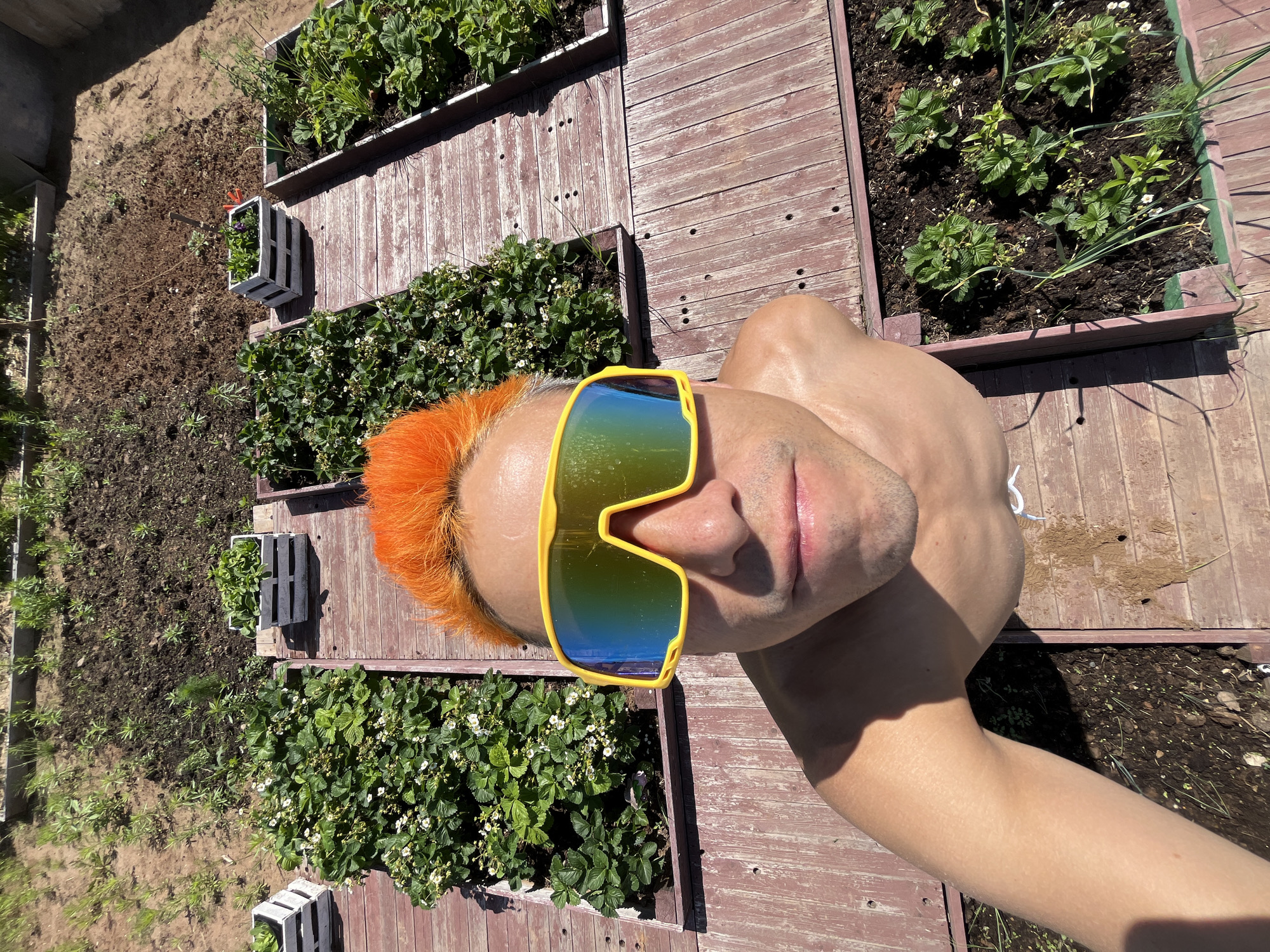 A male individual with bright orange spiky hair, wearing large yellow-framed mirrored sunglasses, takes a low-angle selfie outdoors in a garden in Chaikovsky, Russia. He is shirtless, displaying tanned skin and a slight smirk. The background features a series of reddish-brown wooden raised garden beds, some brimming with green strawberry plants and white flowers, while others contain various green leafy crops and sprouts. Weathered wooden walkways separate the beds. Beyond the immediate cultivated area, a dirt patch with sparse green growth is visible. The scene is illuminated by bright sunlight, casting prominent shadows from the individual and the garden structures.