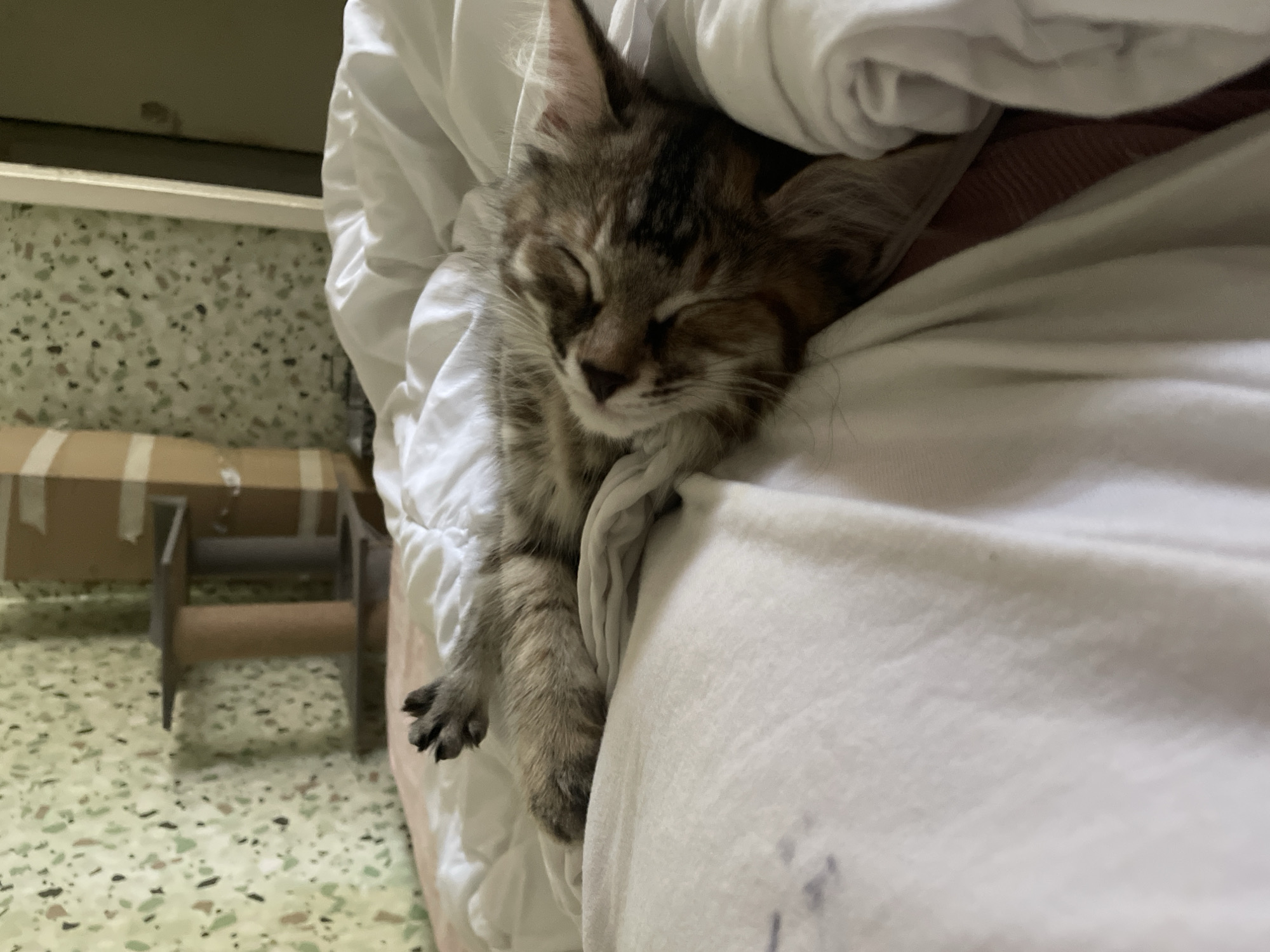 A close-up shot shows a tabby kitten sleeping soundly on a white comforter. The kitten is curled up on its side with its eyes closed and its paws tucked in. The comforter is slightly rumpled, indicating it has been disturbed. In the background, a cat tree is visible against a wall with a speckled green and white pattern. A portion of what appears to be a doorframe is also visible on the right side of the image. The lighting is soft and diffused, creating a peaceful atmosphere.