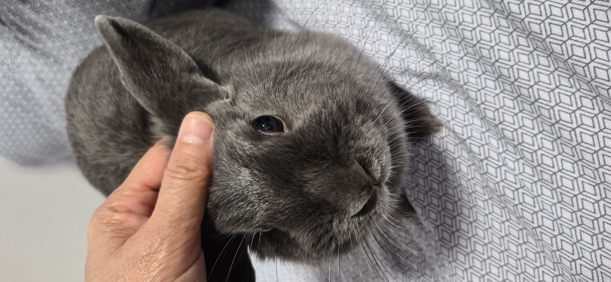 A close-up, head-on shot shows a grey rabbit being petted on the head by a human hand. The rabbit's fur is short and dense, and its ears are perked up. Its eyes are dark and round, and its nose is twitching. The rabbit is lying on a white and grey patterned surface, possibly a blanket or bedspread. The background is blurred, but appears to be a light-colored wall or piece of furniture. There is no indication of the city of Ussurijsk, Russia.