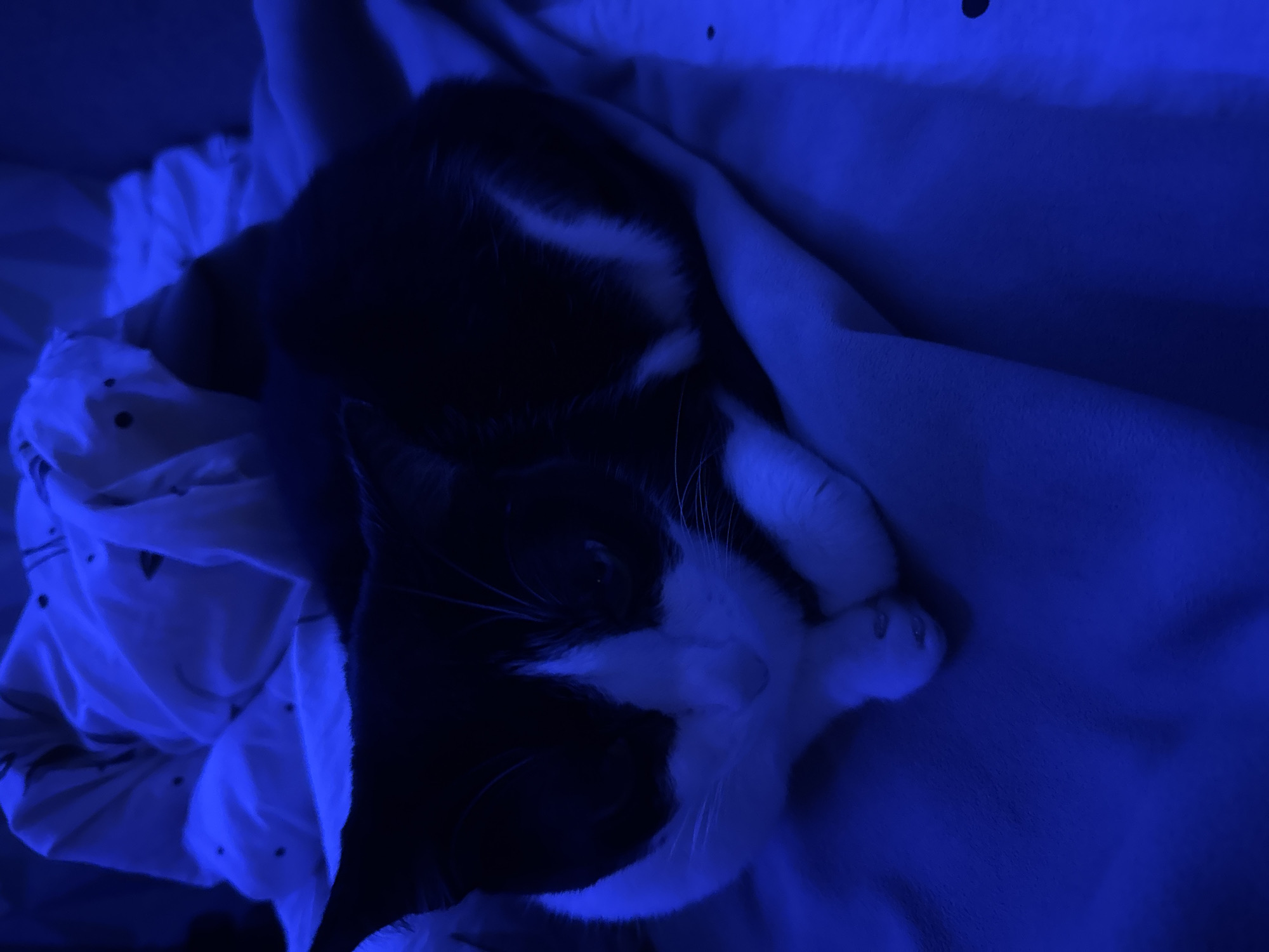 A black and white cat is lying on a bed. The cat is mostly black, but it has a white chest, stomach, and paws. The cat is lying on its side, with its head resting on its paws. The bed is covered in a white and blue patterned blanket. The photograph has a blue tint. There is no evidence to determine the location of the picture.