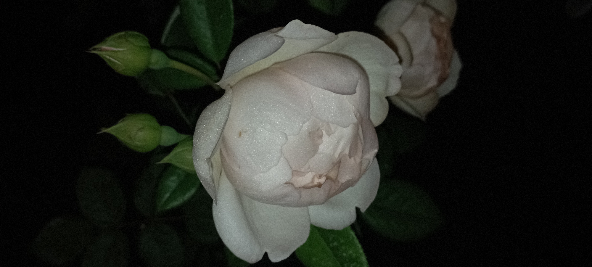 In the city of Radisne, Ukraine, a close-up, nighttime photograph showcases a pale pink rose with dew drops clinging to its petals. The rose is in the foreground, with its head slightly bowed and tilted to the right. Several green rosebuds are visible in the upper portion of the frame, and green leaves are scattered throughout the darker background. A second, less distinct rose, also appears to be in the lower right quadrant of the image. The overall impression is one of quiet beauty, enhanced by the subtle sparkle of the dew on the delicate petals.