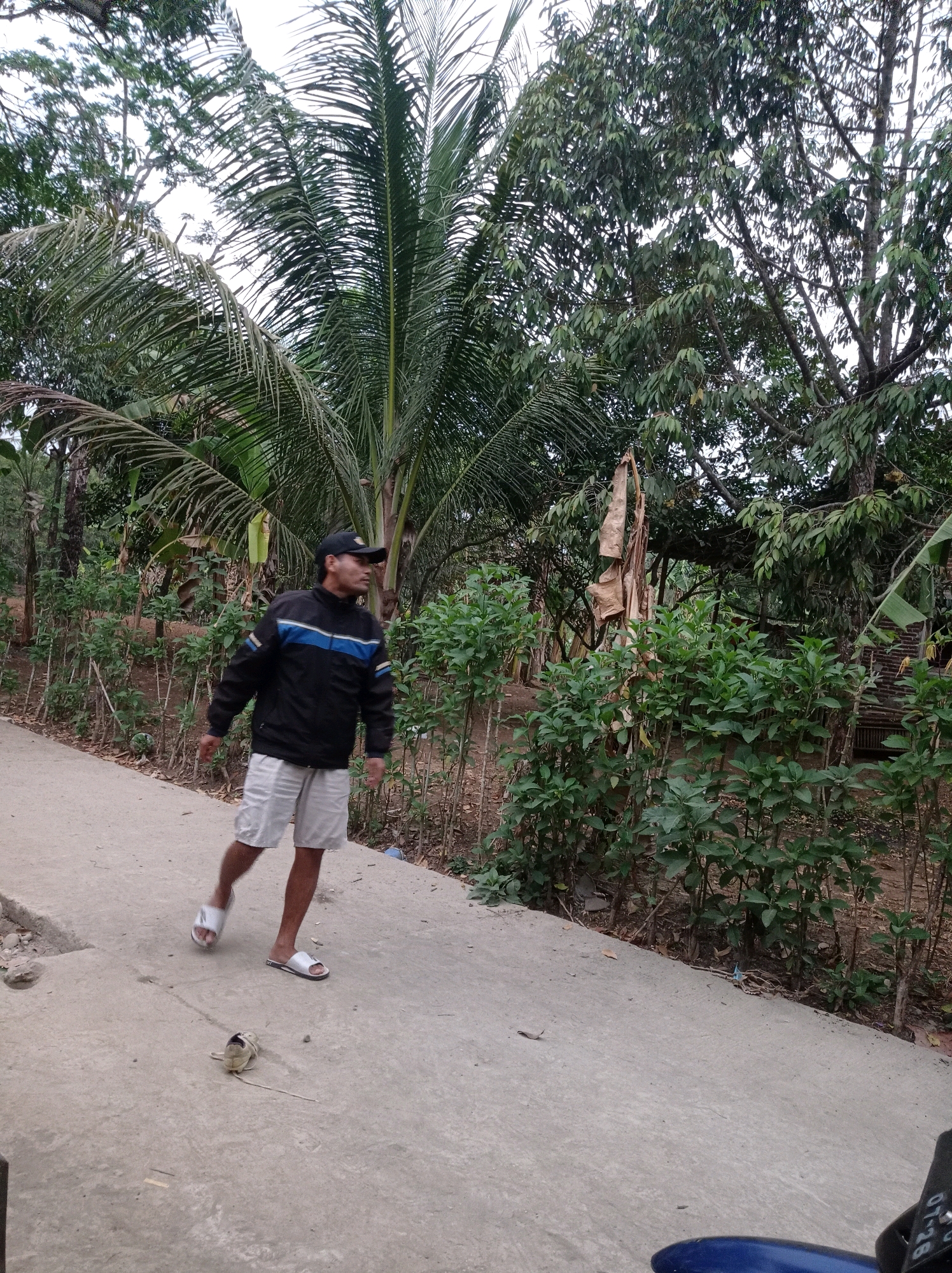 A man wearing a black baseball cap, a black jacket with blue stripes, and white shorts walks along a concrete path. He is wearing white sandals and appears to be looking to his right. A single shoe lies on the ground in front of him. The path is bordered by lush green vegetation and trees, with a large palm tree prominently featured on the left side of the frame. The overall scene depicts an outdoor environment, likely in a tropical or subtropical region. The location is identified as Kedungbenda, Indonesia.