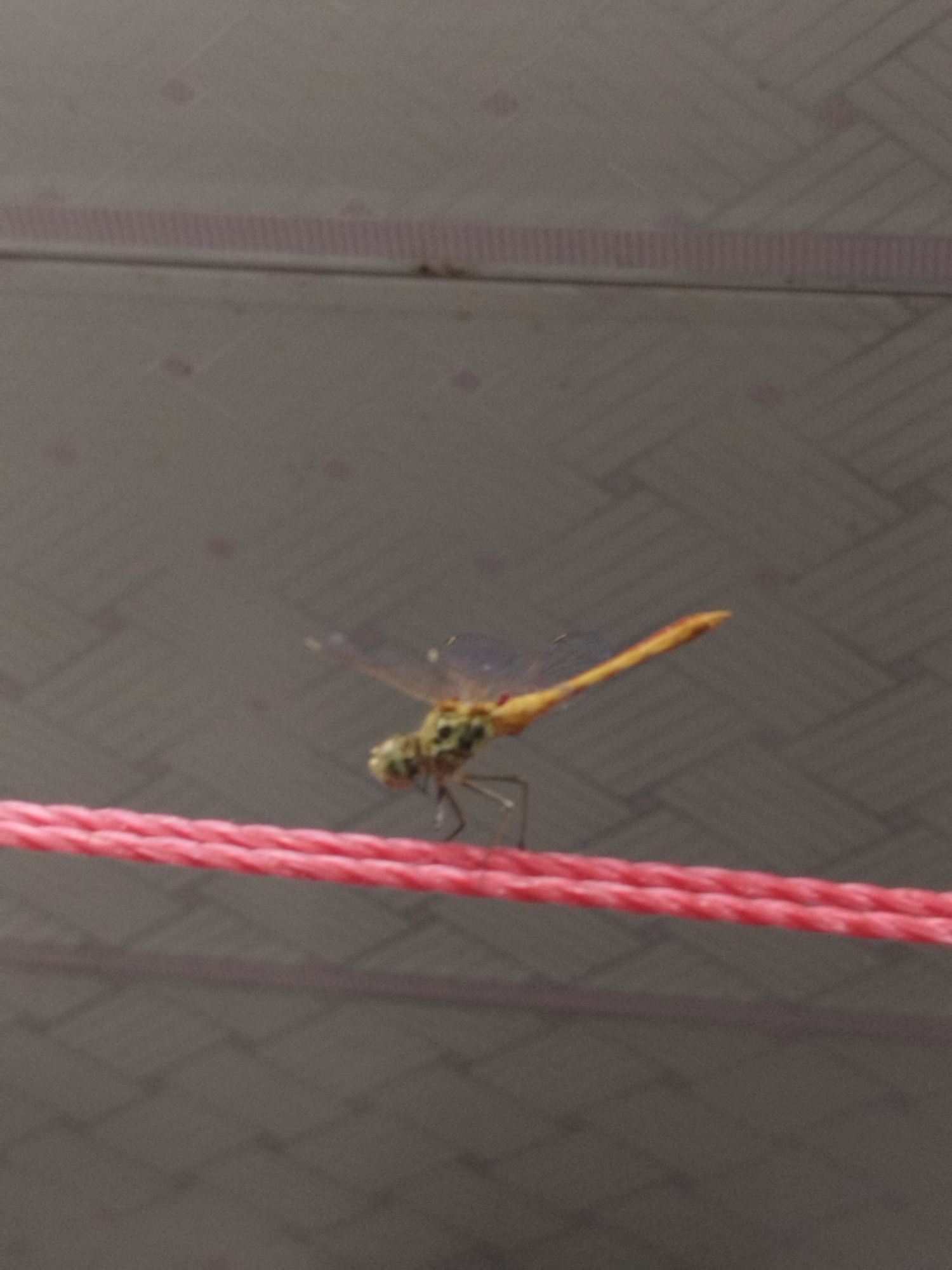 A dragonfly with yellow and green markings is perched on a pink braided rope, which is stretched horizontally across the frame. The background is a textured, gray surface with a subtle diamond pattern and a faint pink horizontal line. The lighting is dim, casting a shadow from the rope below. The scene appears to be outdoors, possibly in a city environment. There is no specific indication of the city of Shymkent, Kazakhstan.