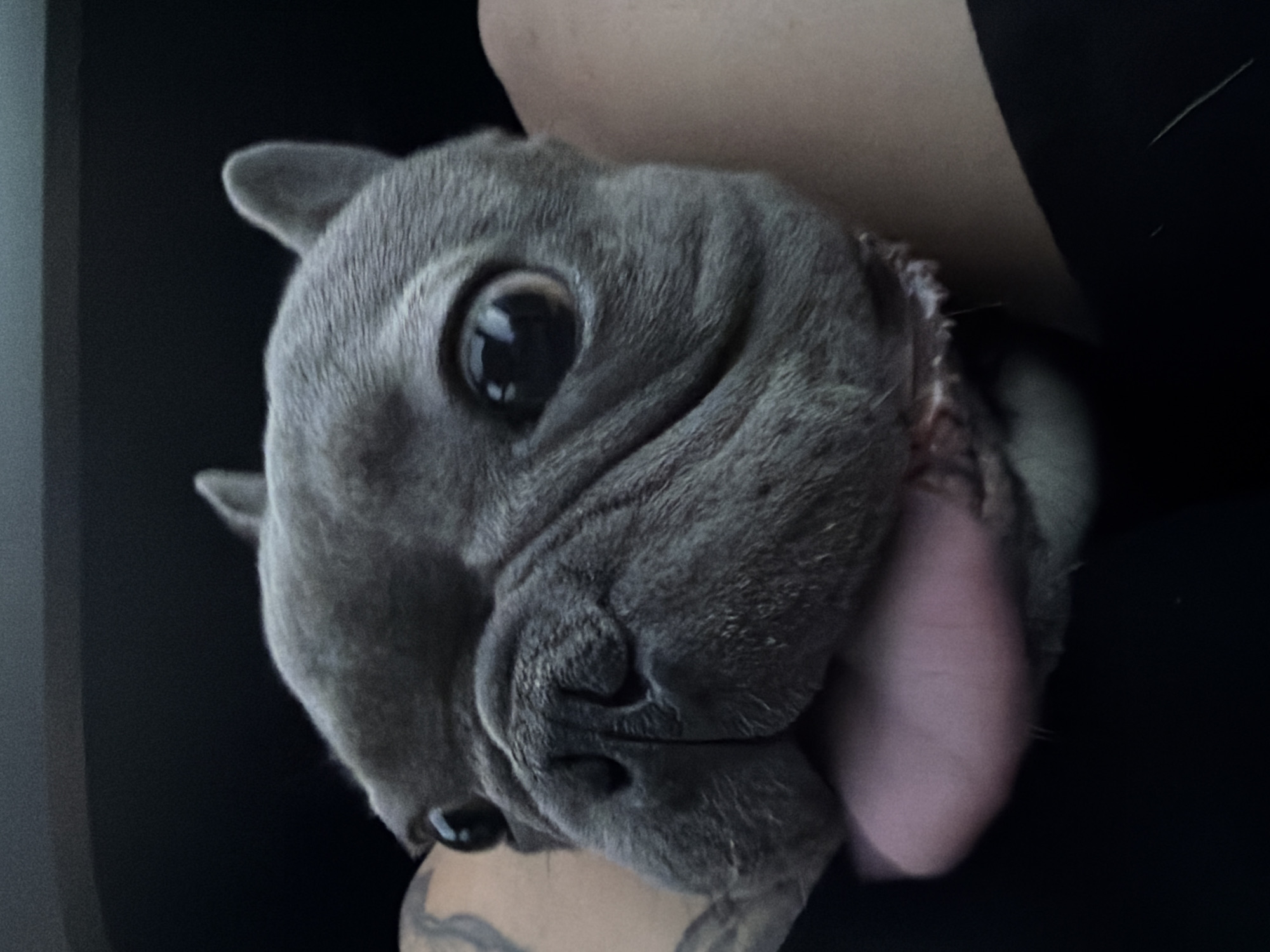 A close-up, head-on perspective captures a grey-furred French Bulldog. The animal's large, dark eyes are wide and reflective. Its pink tongue extends downwards and slightly to the left from its mouth. The dog's head is supported by a light-skinned human forearm, visible on the left side, which features a dark, intricate tattoo. A second area of light-toned human skin is partially visible on the right, suggesting the dog is resting on a person's lap or between their legs, with dark fabric clothing present in the lower right corner. The background is uniformly dark and indistinct, indicative of an interior setting. No visual information within the image allows for the determination of its geographical location, including Dolno Ablanovo, Bulgaria.