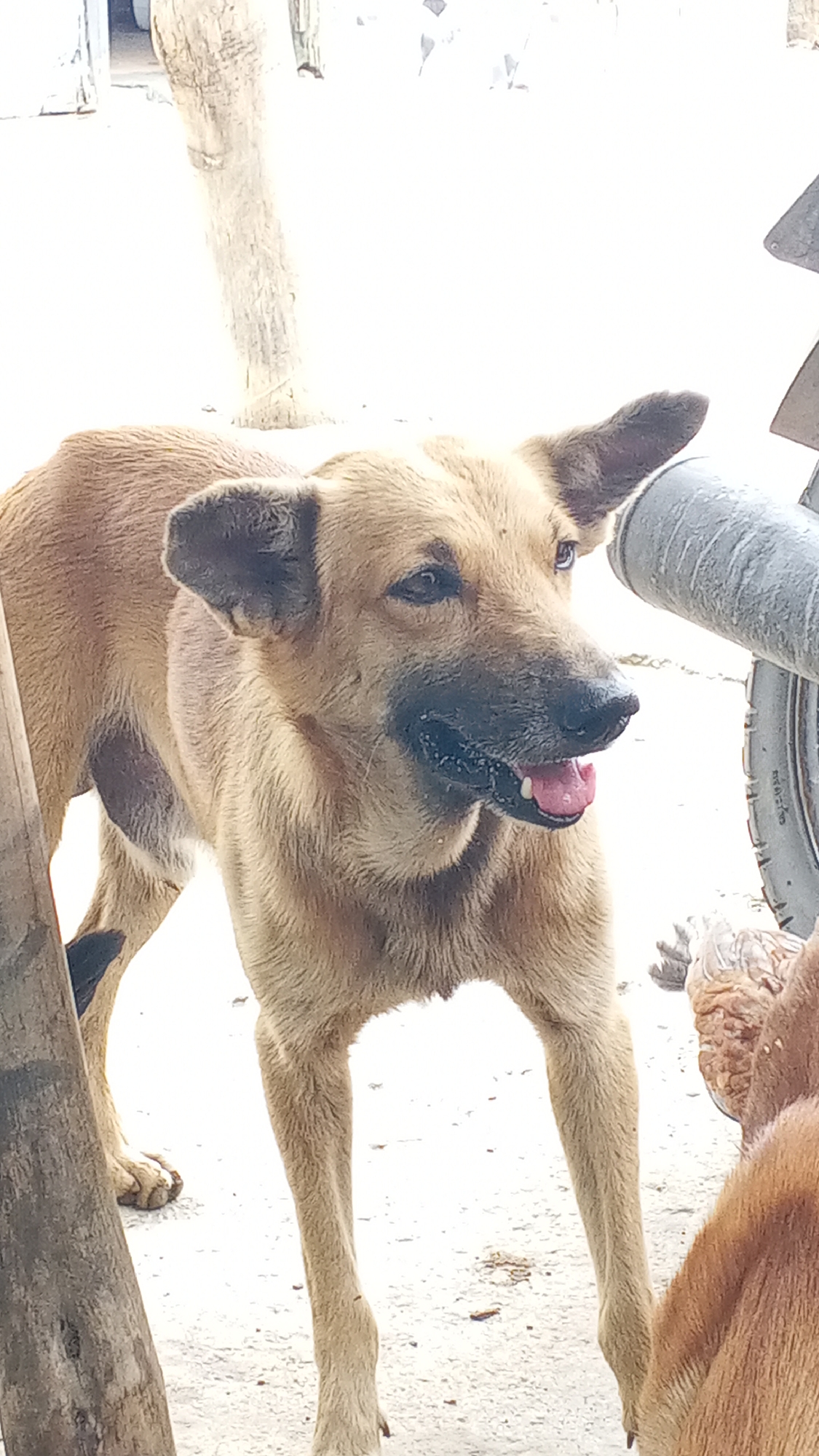 A light brown, medium-sized dog is the central subject of the image, captured in an outdoor setting. The dog stands facing slightly to the right, with its head turned to look in that direction. Its mouth is partially open, and a pink tongue is visible. The dog has dark fur around its muzzle and its ears are perked up, appearing alert. Its coat is short and appears somewhat coarse. A darker, almost black patch of fur is visible on its left rear leg.
To the left of the dog, a light-colored, rough-hewn wooden post or tree trunk is visible. On the right side of the frame, behind the dog, a grey, cylindrical object (possibly a pipe or part of a vehicle's exhaust) is present, along with a portion of a black tire. The ground is light-colored, possibly concrete or dirt, appearing bright and somewhat overexposed due to strong lighting. In the bottom right corner, part of another animal, possibly another dog or a feathered creature like a chicken, is partially visible, mainly showing brown fur or feathers.
The scene is brightly lit, suggesting it is daytime and possibly sunny. No discernible text is visible on any objects. The overall impression is an candid shot of a dog in a casual outdoor environment.