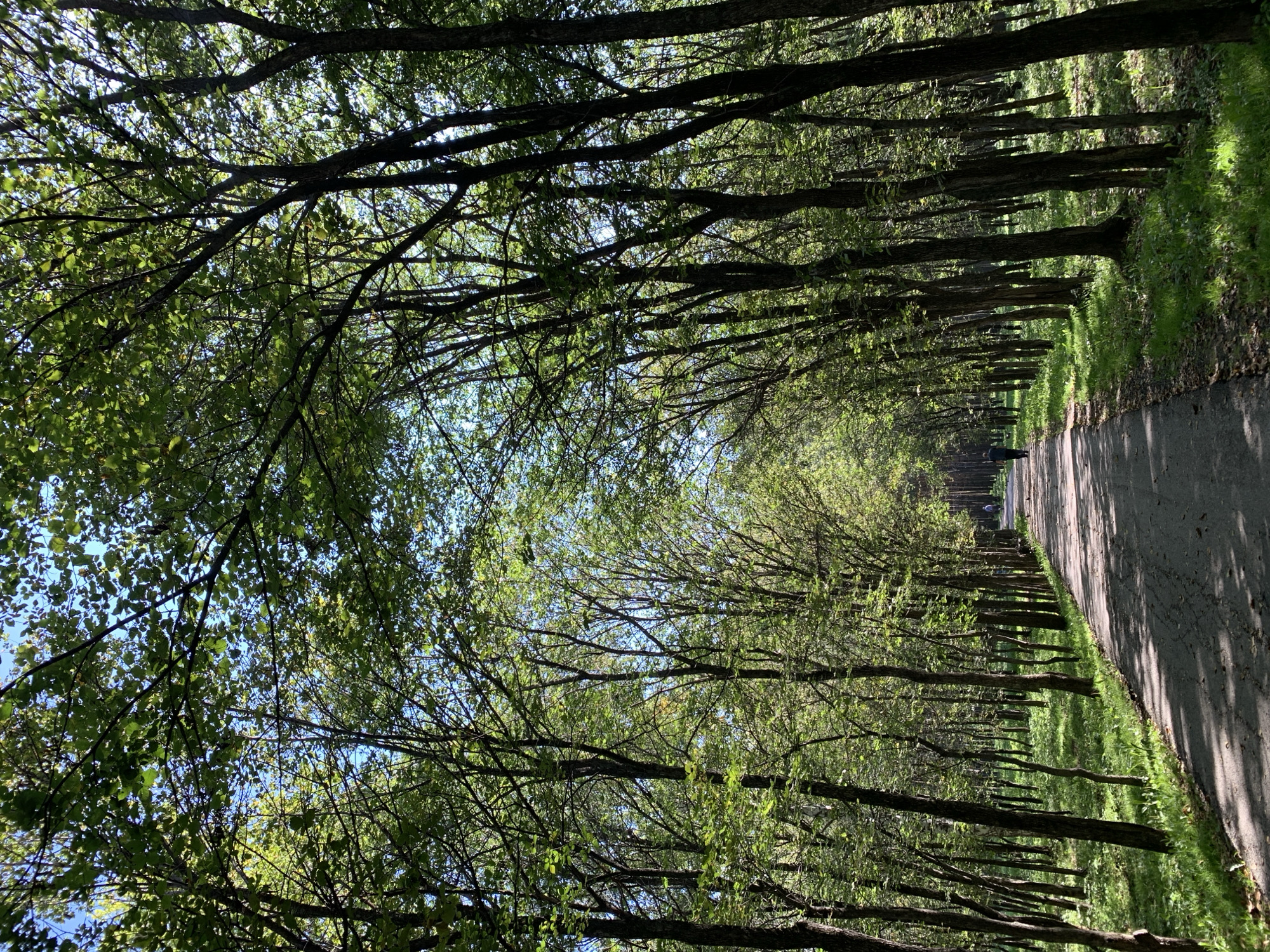 A paved path curves through a dense forest with tall trees casting shadows. The path is lined with lush green grass and sunlight filters through the canopy, creating a dappled effect. Two figures, one walking and one cycling, are visible in the distance on the path. The scene appears peaceful and serene, suggesting a recreational area within a city.