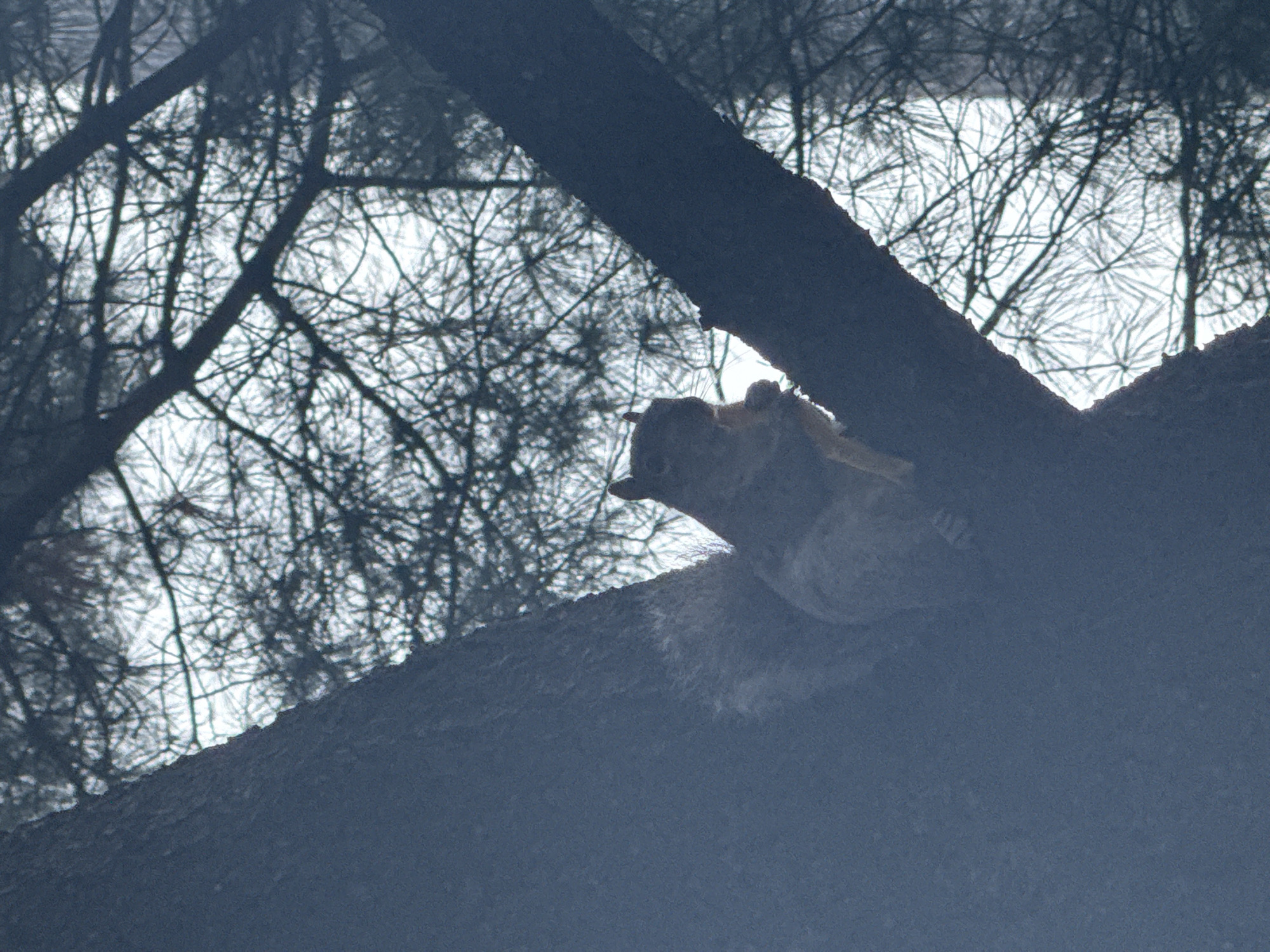 The image depicts a partially obscured squirrel perched on a tree branch. The squirrel is light gray and brown in color. The tree branch is dark and contrasts with the bright, blurred background of tree branches and sky. The overall lighting suggests an outdoor setting, possibly in a park or wooded area within New York City, United States of America.