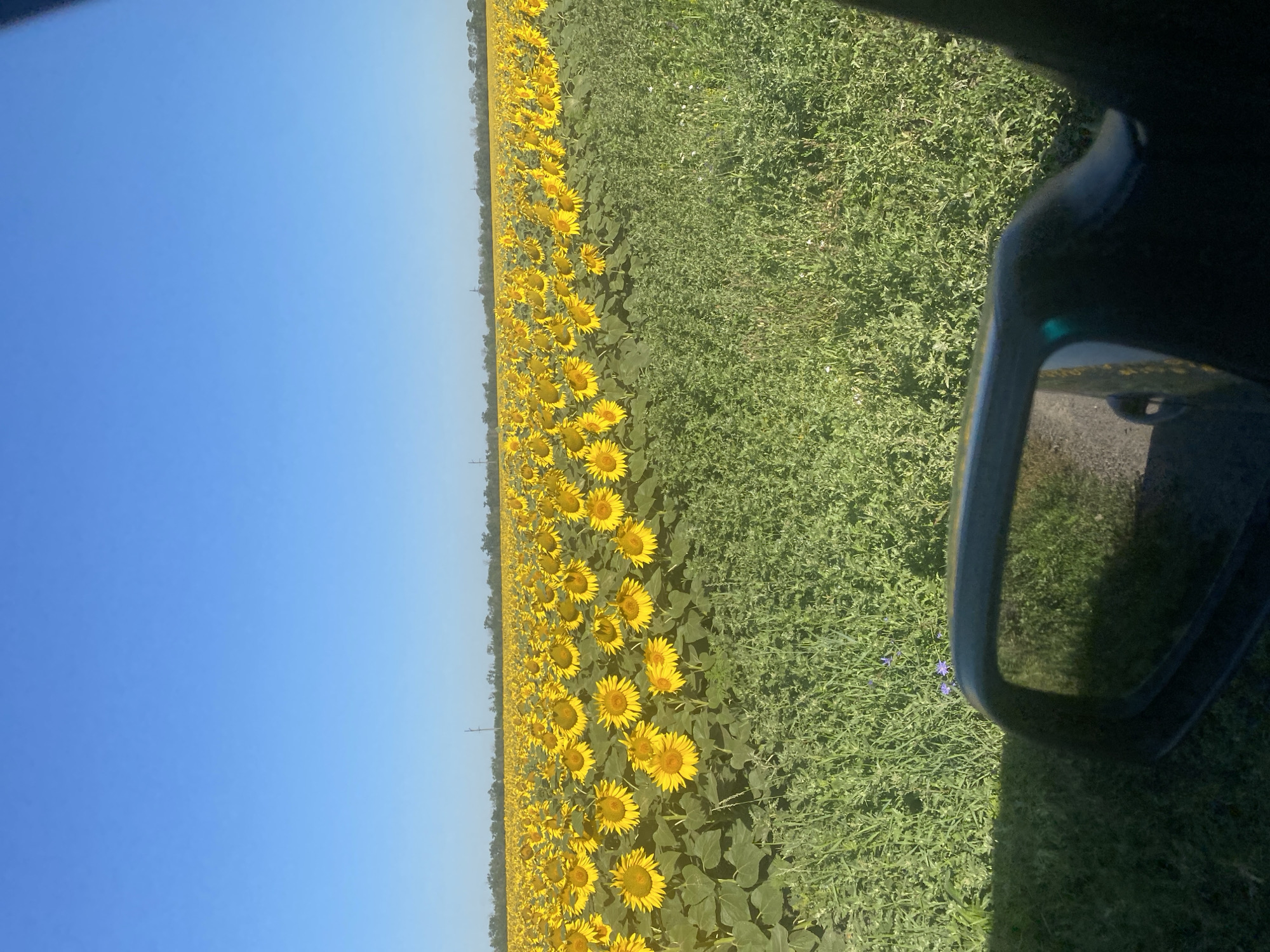The image depicts a vast field of sunflowers under a clear blue sky. The sunflowers are in full bloom, with their yellow petals facing towards the sun. They stretch as far as the eye can see, creating a vibrant yellow carpet across the landscape. In the foreground, a side-view mirror of a vehicle is visible, reflecting a portion of the road and the surrounding greenery. The location is identified as the city of Lymans'ke, Ukraine. The environment is rural, characterized by the extensive agricultural field and the absence of urban structures. There are no people visible in the image. The overall scene conveys a sense of natural beauty and agricultural abundance.