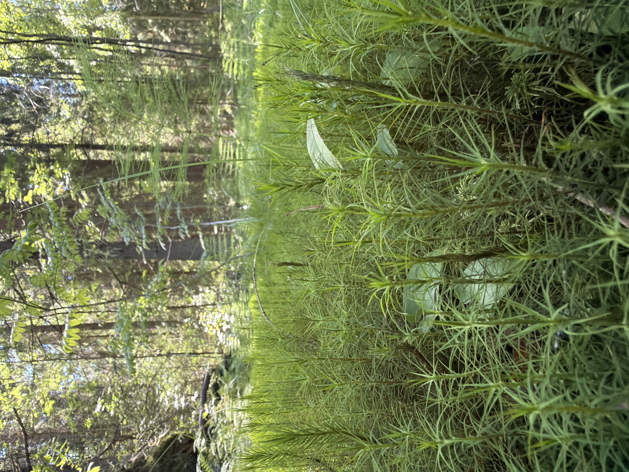 The image shows a dense forest floor covered in moss and horsetail plants in Ushaki, Russia. Sunlight filters through the tall trees, illuminating the vibrant green vegetation. The foreground is dominated by the upright stems of horsetail, reaching upward with feathery fronds. Behind them, a carpet of moss forms a lush, textured ground cover. In the background, the trunks of pine and birch trees are visible, interspersed with the dappled green foliage of deciduous trees. The scene evokes a sense of peaceful natural beauty, typical of a forest environment. There are no people or animals depicted in the image.