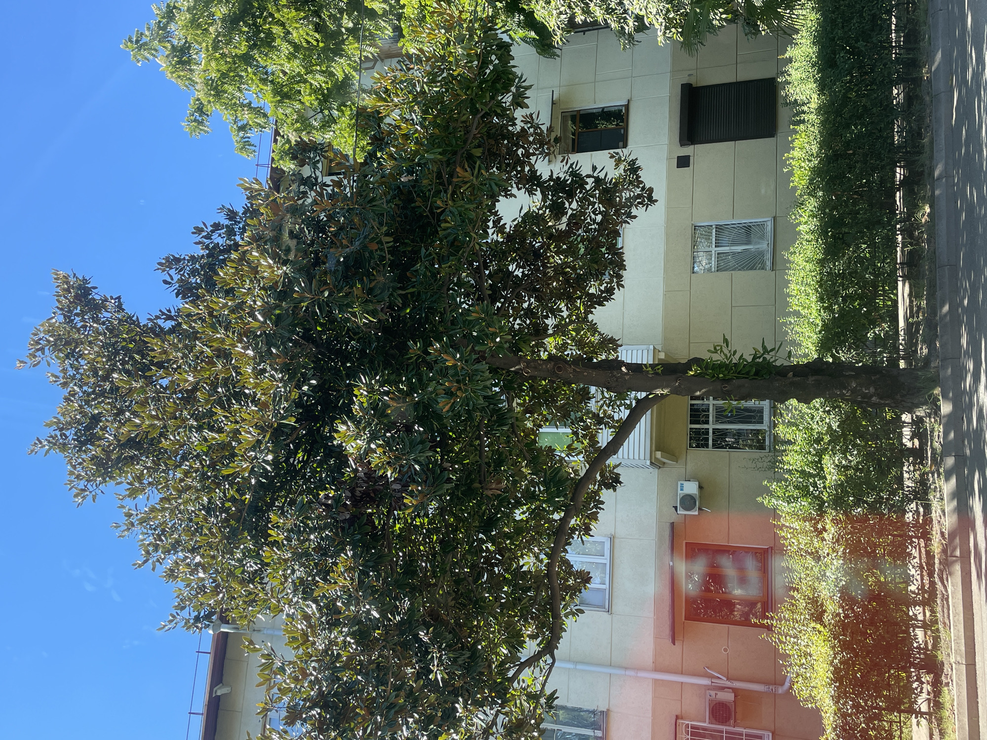 A full, eye-level, outdoor, vertical shot shows a large evergreen tree with dark green leaves, front and center, in front of a pale yellow apartment building. The sky is clear and blue. The tree has a thick, brown trunk and branches that spread wide. Sunlight filters through the leaves, creating dappled shadows. The building has several windows with white frames, some with ornate metal grates. One window has a brown shutter. There are two air conditioning units mounted on the building's exterior walls. In front of the building, there is a dense row of green bushes, and a sidewalk with a grey curb in the foreground. The scene is likely a residential area in Sochi, Russia, given the architecture and vegetation. There are no people or animals visible in the image.