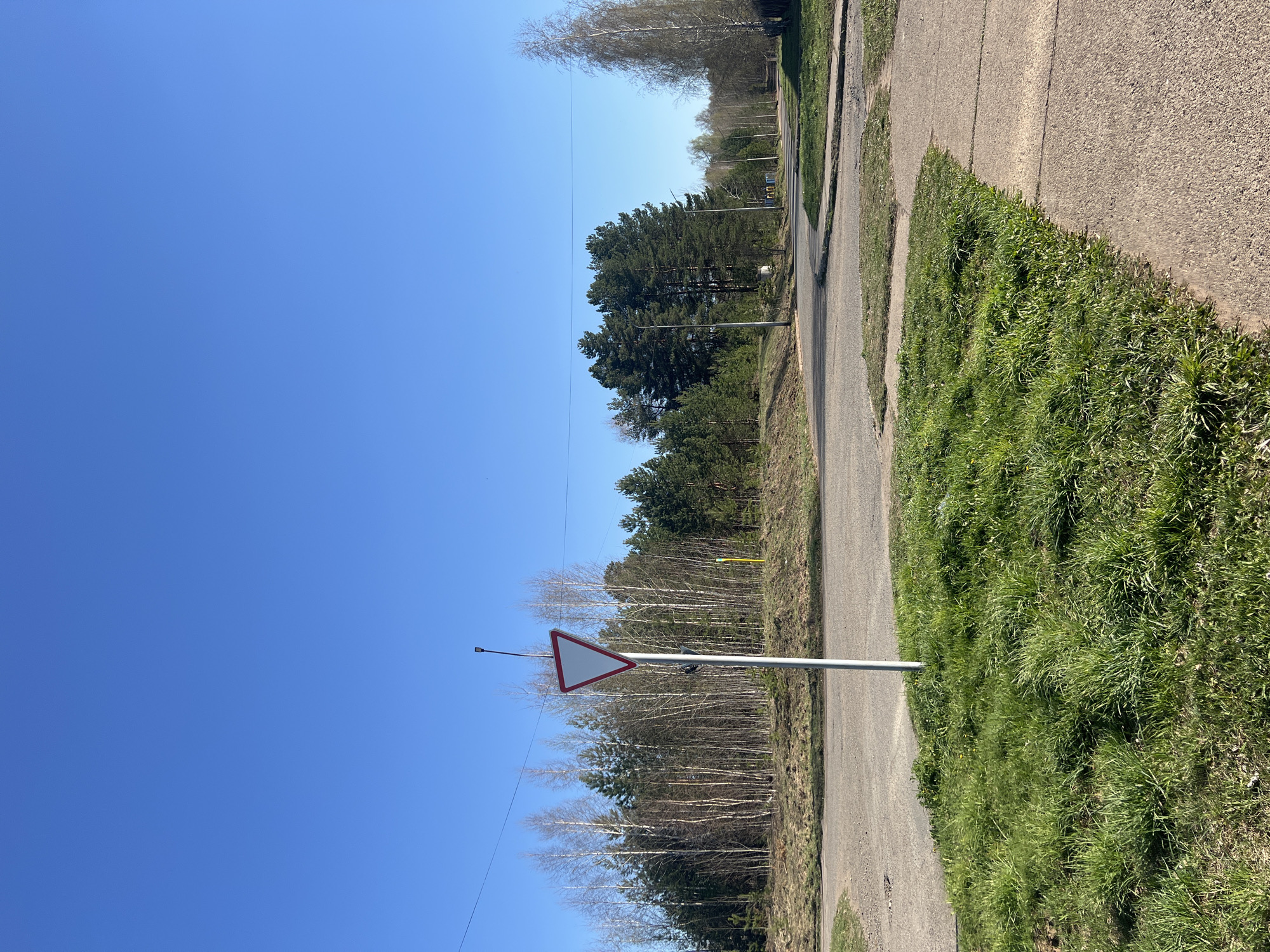 The image depicts a road in Марковский, Russia. A yield sign stands on the left side of the road. Behind the sign are birch trees and evergreen trees. The sky is clear and blue. A grassy verge is to the right of the road.
