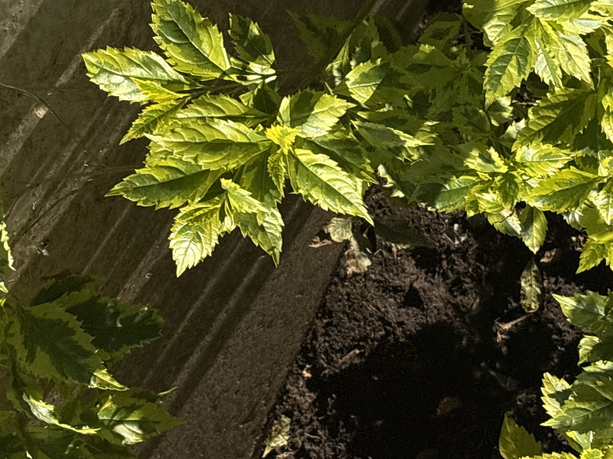 The image shows green and yellow leaves of a plant growing next to a dark brown, textured surface that appears to be part of a raised planter or wall. Dark soil is visible around the plant, indicating that the plant is growing in the ground. The lighting suggests that the image was taken outdoors. There is no information about the location of this image being in Mexico City. There are no people, interactions, or actions in the image.