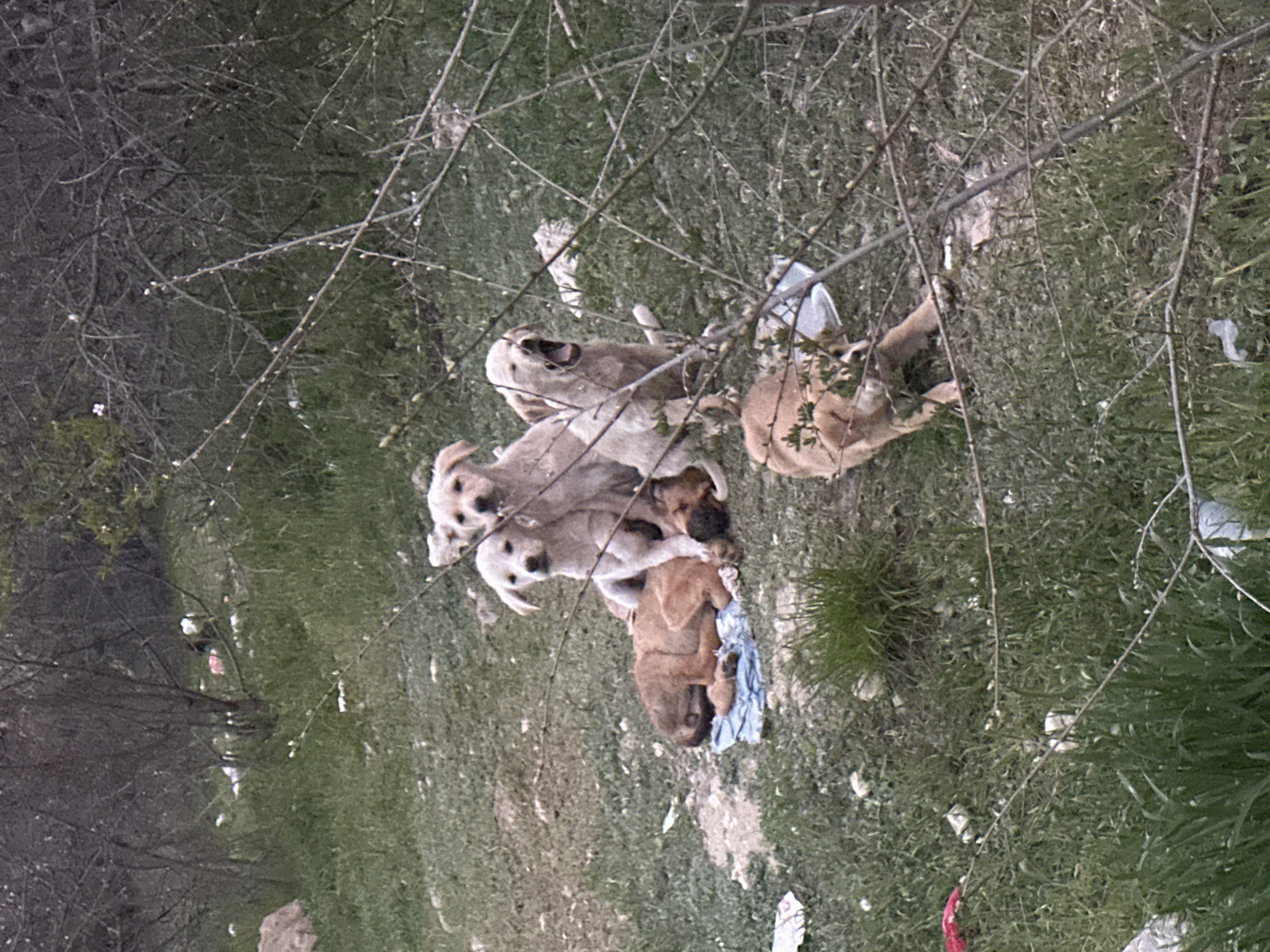 The image shows a group of puppies huddled together on a grassy patch of land. Some are light-colored, while others are brown. They are surrounded by sparse vegetation and bare branches. There is litter scattered around them, including a blue cloth and bits of plastic. The location is assumed to be near Varna, Bulgaria, based on provided information, but this is not definitively verifiable from the image. There are no people visible in the frame. The puppies appear to be interacting with each other, possibly playing or seeking warmth.
