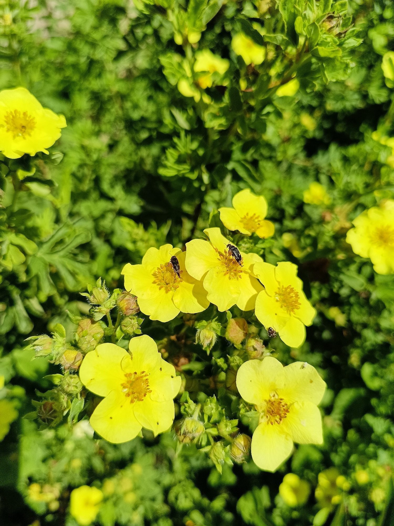A close-up, high-angle shot captures a cluster of bright yellow cinquefoil flowers in Lagovskoe, Russia. The flowers have five petals each and a prominent central stamen. Two small, black insects are visible on two of the flowers, appearing to be foraging. The surrounding foliage is a vibrant green, providing a lush backdrop. Several flower buds, some with fuzzy exteriors, are interspersed among the open blooms. The lighting suggests it is a sunny day, with some shadows present. The image is focused on the flowers and insects, with the background slightly blurred.