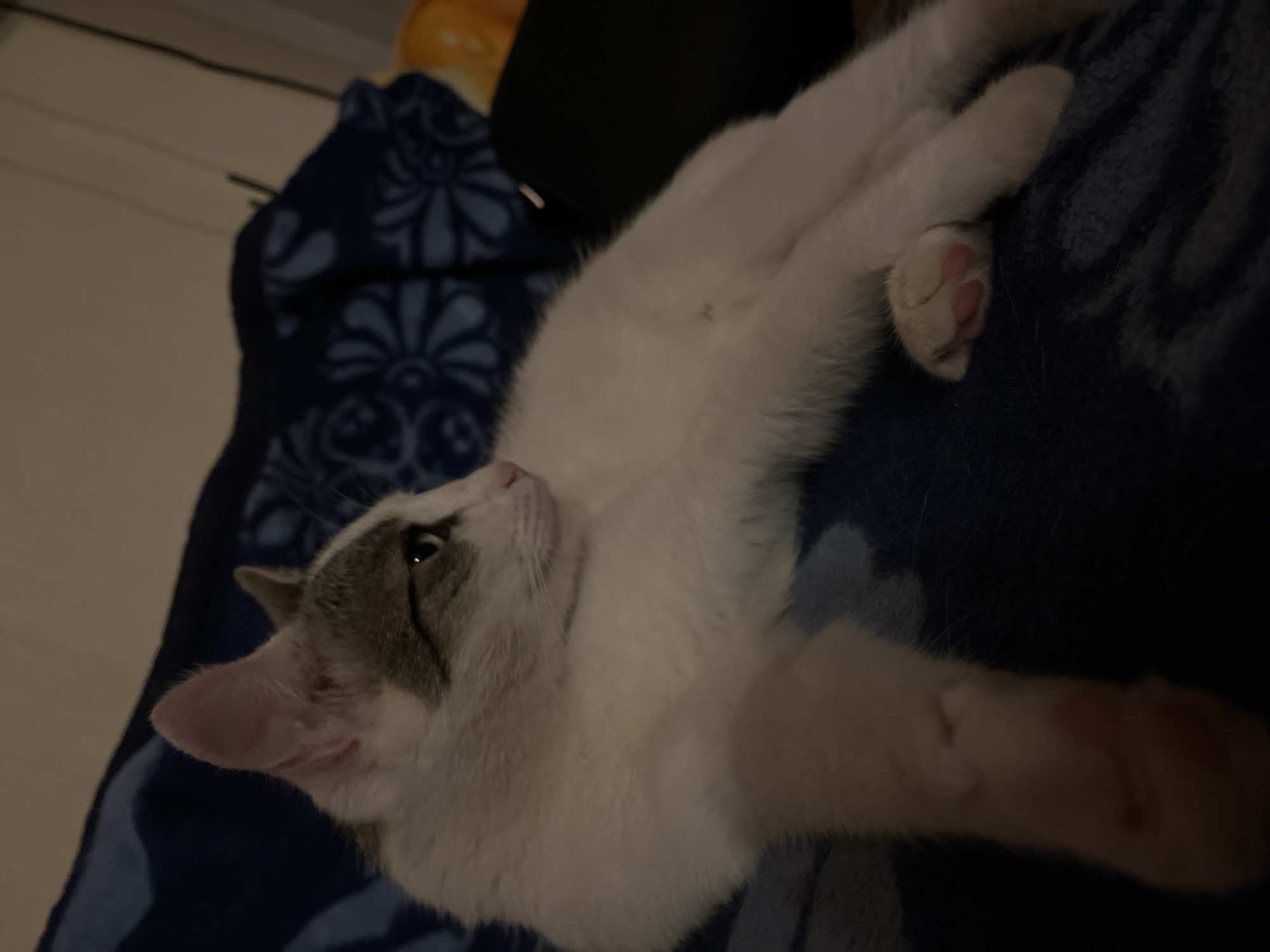 A white and gray cat is lying on a blue blanket. The cat is facing left with its head turned to the side. Its eyes are open and it appears to be alert. The cat's fur is clean and well-groomed. The blanket is soft and appears to be made of fleece. The background is blurred and out of focus, but it appears to be an indoor setting. The image was taken in Šušanj, Montenegro.