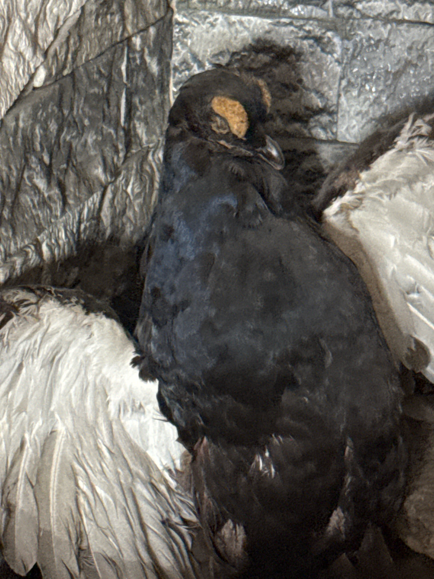 A dead bird, appearing to be a pigeon, lies on its side amidst what seems to be a pile of crumpled, reflective material. The bird has dark plumage covering most of its body, with some lighter feathers visible on its wings. Its head is turned downwards, revealing a yellow patch above its closed eye. The background is composed of rough, textured, gray and silver material that is creased and folded. The scene is dimly lit, contributing to a somber atmosphere. The specific location within the city of Успенское, Russia, is not discernible from the image itself.