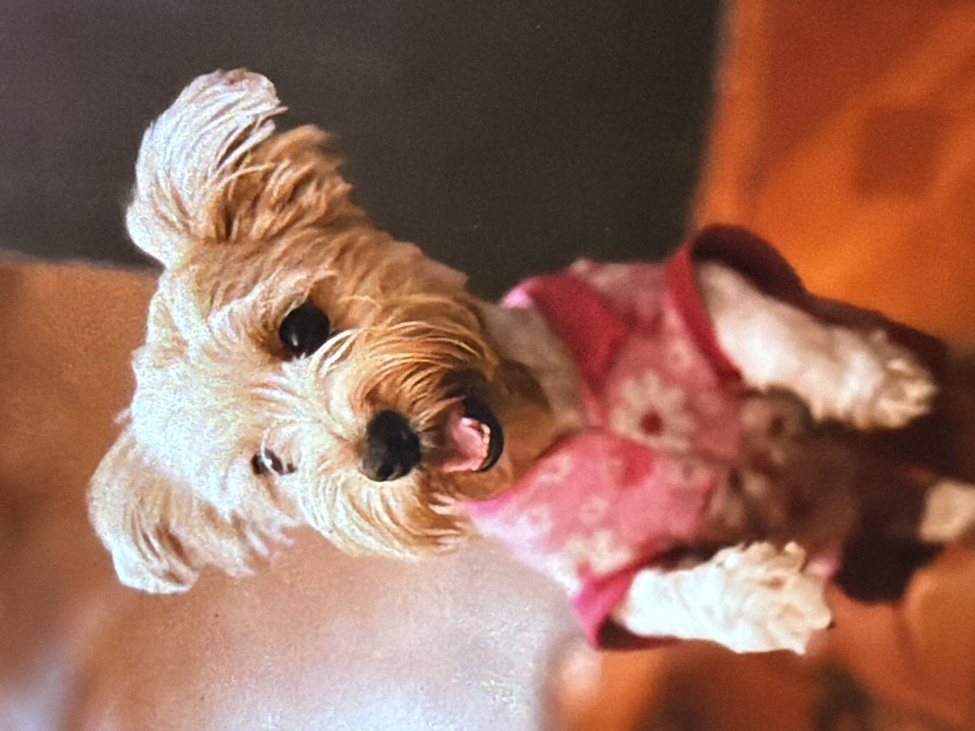 A small, light-brown, long-haired dog wearing a pink and white flowered shirt is visible. The dog's head is tilted slightly, with its mouth open revealing teeth. The dog's eyes are dark and round. The background consists of a dark grey area above and a blurry, reddish-orange area below. The location is Unknown, Unknown.