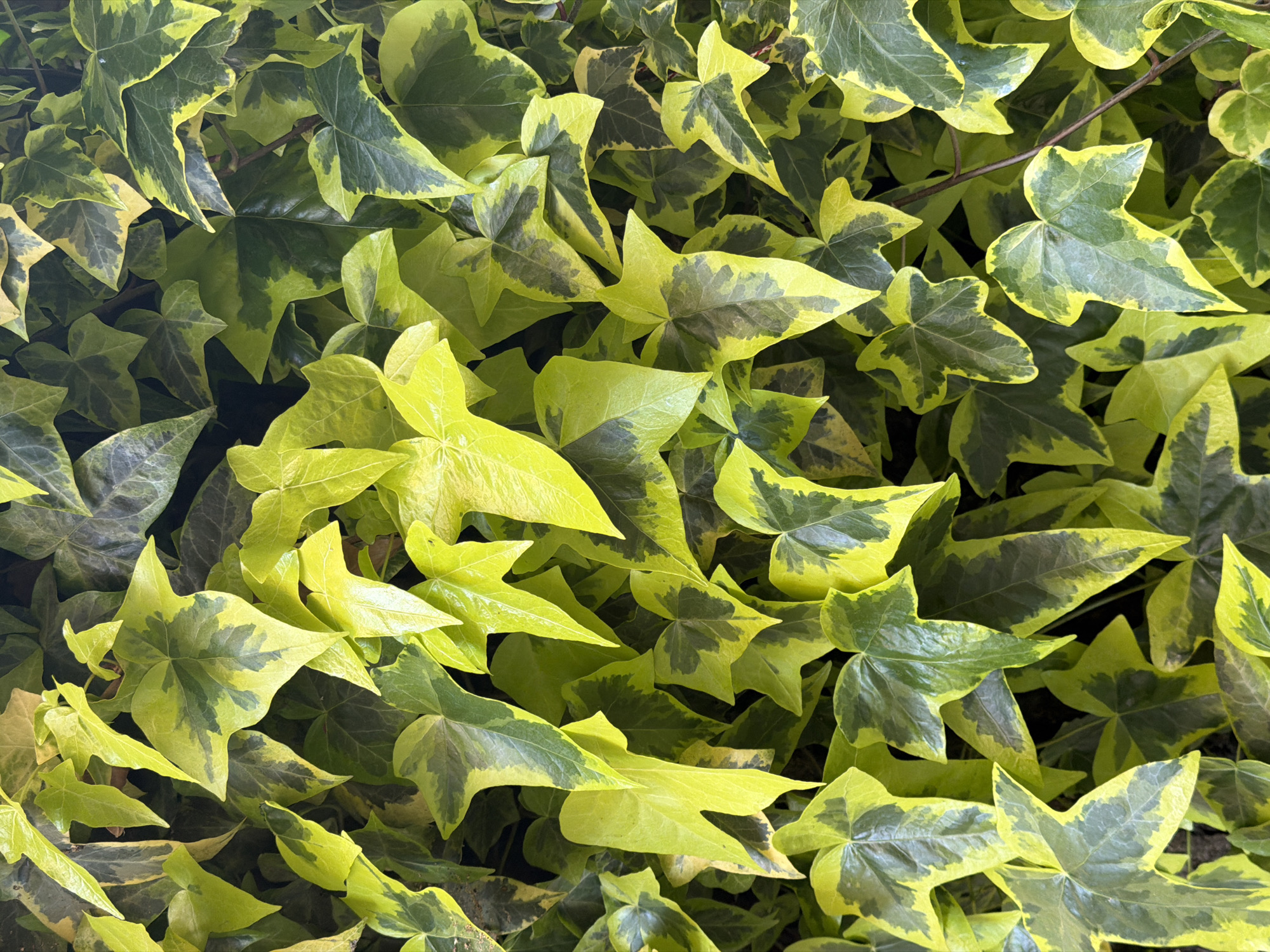 A close-up, overhead shot displays a dense grouping of ivy leaves. The leaves are multi-tonal, ranging from a light, almost yellow-green to a dark green. There's variation in the distribution of these tones within individual leaves; some leaves appear predominantly light green with darker green patterns, while others show the reverse. The leaves are shaped with pointed lobes, creating a textured surface. A few thin, brown stems are visible among the leaves. The location and specific details about Sofia, Bulgaria are not discernible from the image.