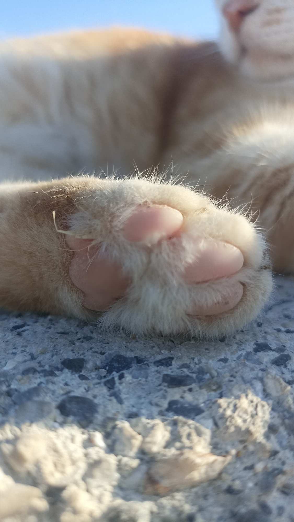 The image shows a close-up of a ginger cat's paw resting on a textured concrete surface. The paw is covered in light-colored fur and has visible pink toe beans. A few strands of dried grass are caught in the fur. In the blurred background, a portion of the cat's body and the clear blue sky are visible. The scene appears to be outdoors, possibly in a public space or a garden in Yenişehir, Turkey, given the concrete and natural elements. The lighting suggests it is daytime.