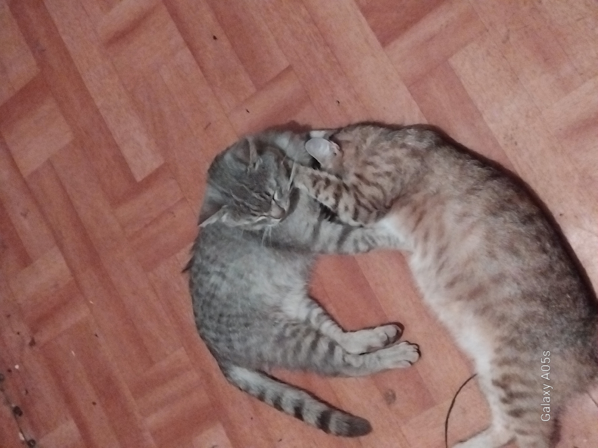 Two domestic cats are playing on a wooden floor. One cat, a tabby with gray and brown stripes, is lying on its back with its paws in the air, while the other cat, also a tabby, is pouncing on it from above. The cats appear to be engaged in a playful fight, with the pouncing cat's face close to the other cat's head. The wooden floor has a herringbone pattern and is a warm, reddish-brown color. The lighting in the room is dim, suggesting it is either nighttime or the room is not well-lit. The image has a "Galaxy A05s" watermark in the bottom right corner.