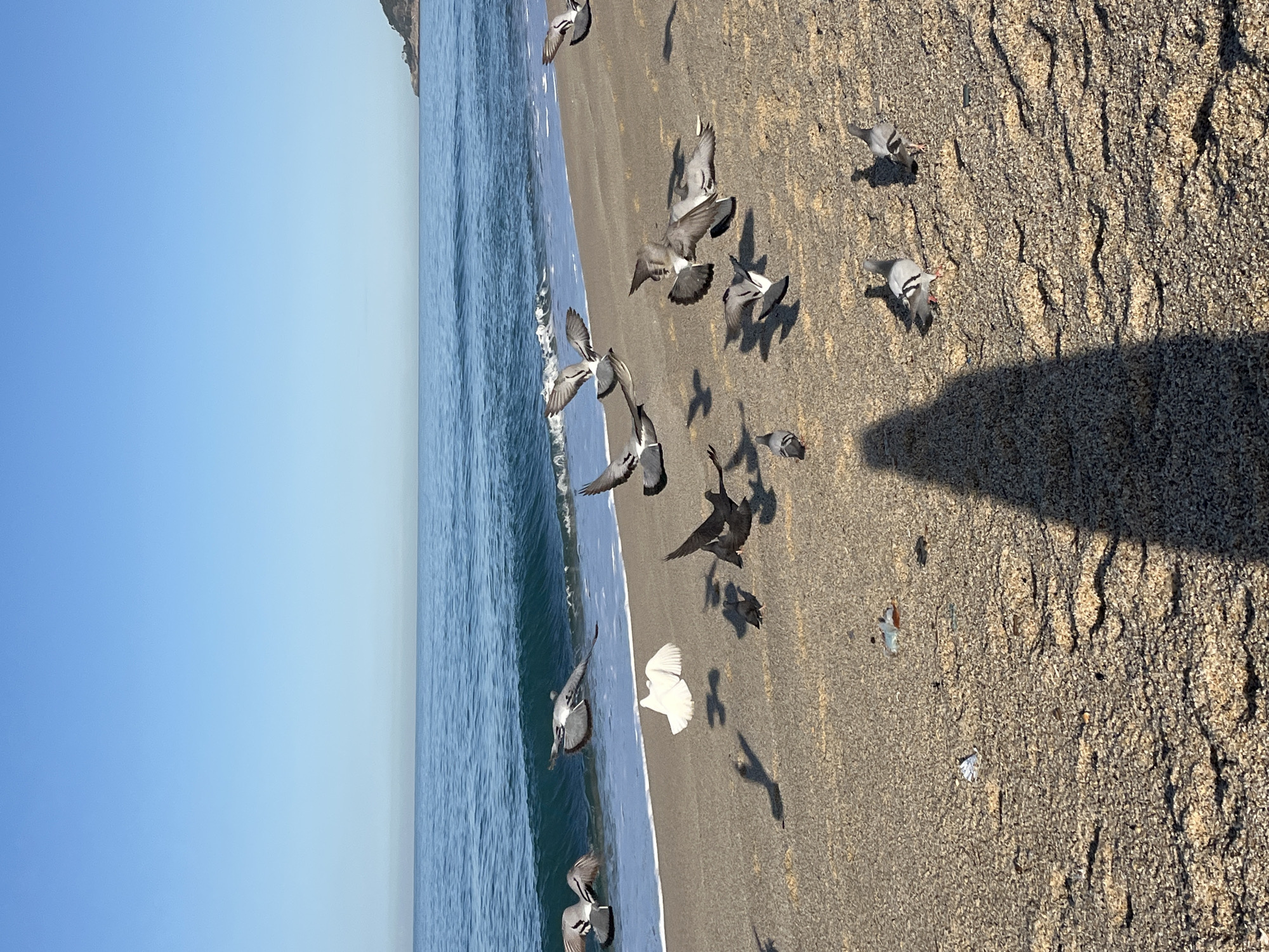 The image shows a beach scene in Alanya, Turkey, with a view of the sea on the left, a sandy beach in the center, and a textured ground area on the right. A flock of pigeons is depicted flying near the shoreline, with some landing on the beach. The sky is clear and blue. A dark, elongated shadow is cast on the ground area, suggesting a tall object or structure outside the frame.
