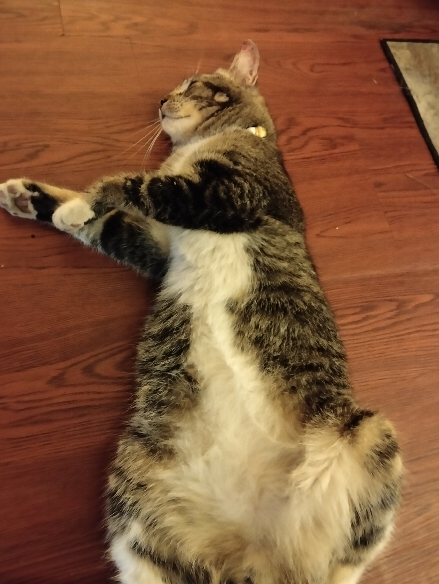 A tabby cat is lying on its back on a wooden floor, its belly exposed and its paws extended. The cat is wearing a yellow collar. The floor is a dark, reddish-brown color with visible wood grain. The lighting is warm and appears to be from an indoor source. A dark rug with a geometric pattern is partially visible in the upper right corner of the image. The background is entirely composed of the wooden floor. No people or other animals are present in the image. There is no information within the image to suggest its location in Palasari, Indonesia.