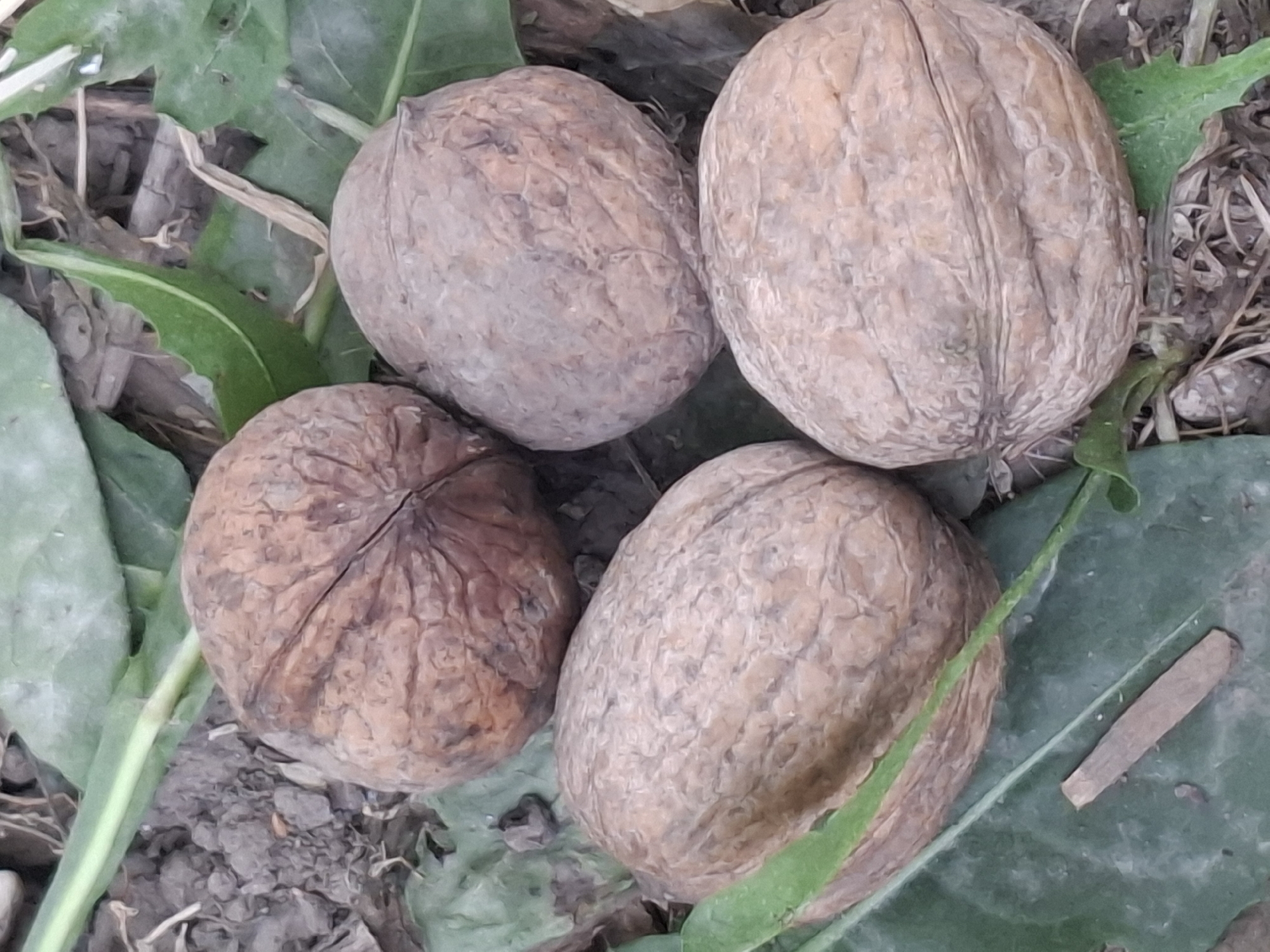 Four whole walnuts are arranged in a cluster on the ground, surrounded by dry leaves and patches of green vegetation. The walnuts are light brown with rough, textured shells, each exhibiting a distinct seam running along its length. The ground appears to be a mix of soil and organic debris. The scene is depicted in a close-up, overhead perspective, with natural lighting. There is no visible indication of the specific location within the city of Almaty, Kazakhstan, beyond the general context of being outdoors.