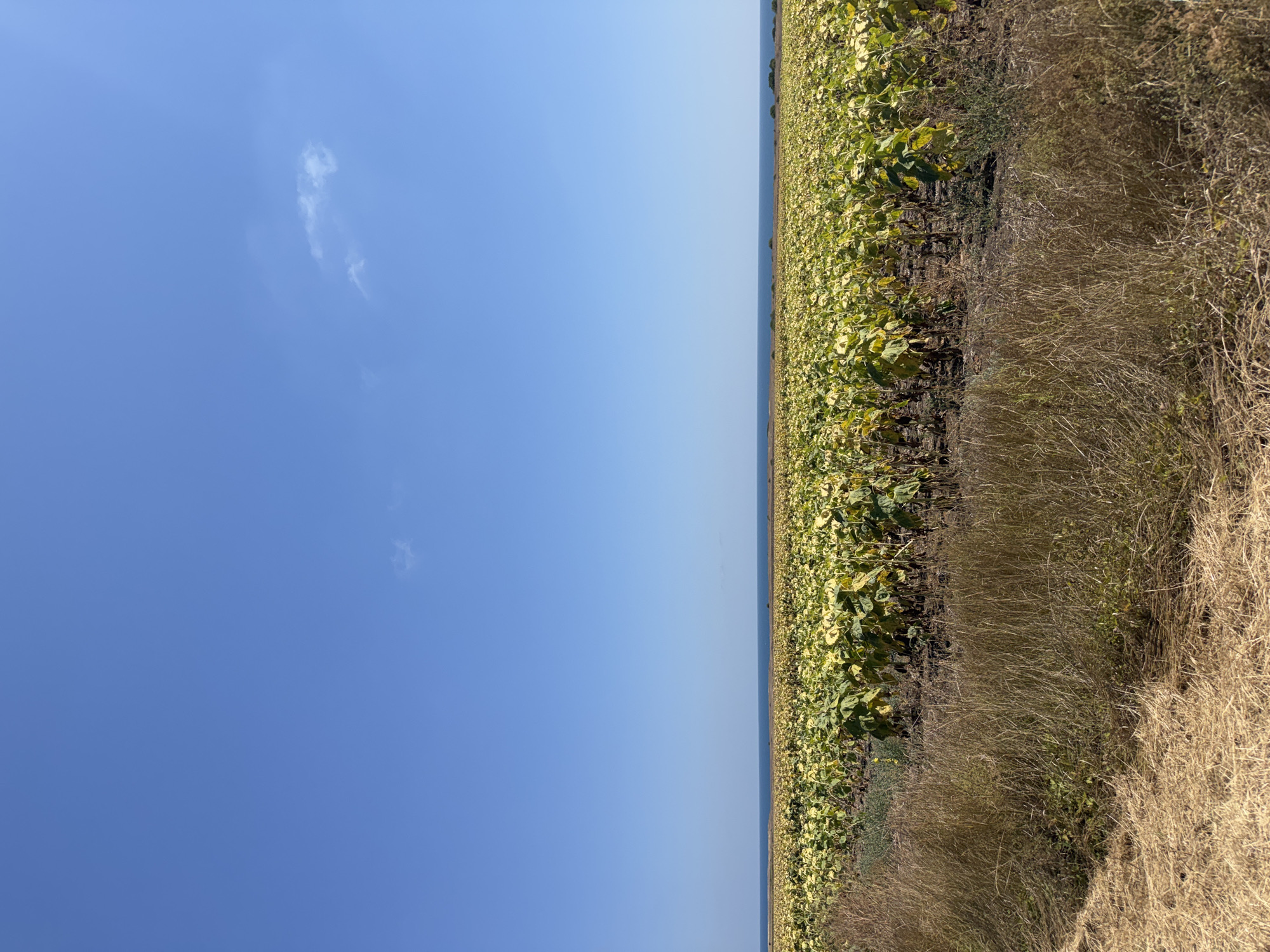 An outdoor, eye-level, vertical, medium shot captures a field of wilting sunflowers on a bright, sunny day. The sunflowers, predominantly yellow and green, stretch across the frame from left to right, with their heads drooping. Beyond the field, the deep blue sea meets the horizon under a clear, light blue sky dotted with a few wisps of white clouds. Dry, brown grass and some green vegetation frame the foreground of the image, suggesting a rural or coastal setting. The location is identified as Kamen Bryag, Bulgaria.