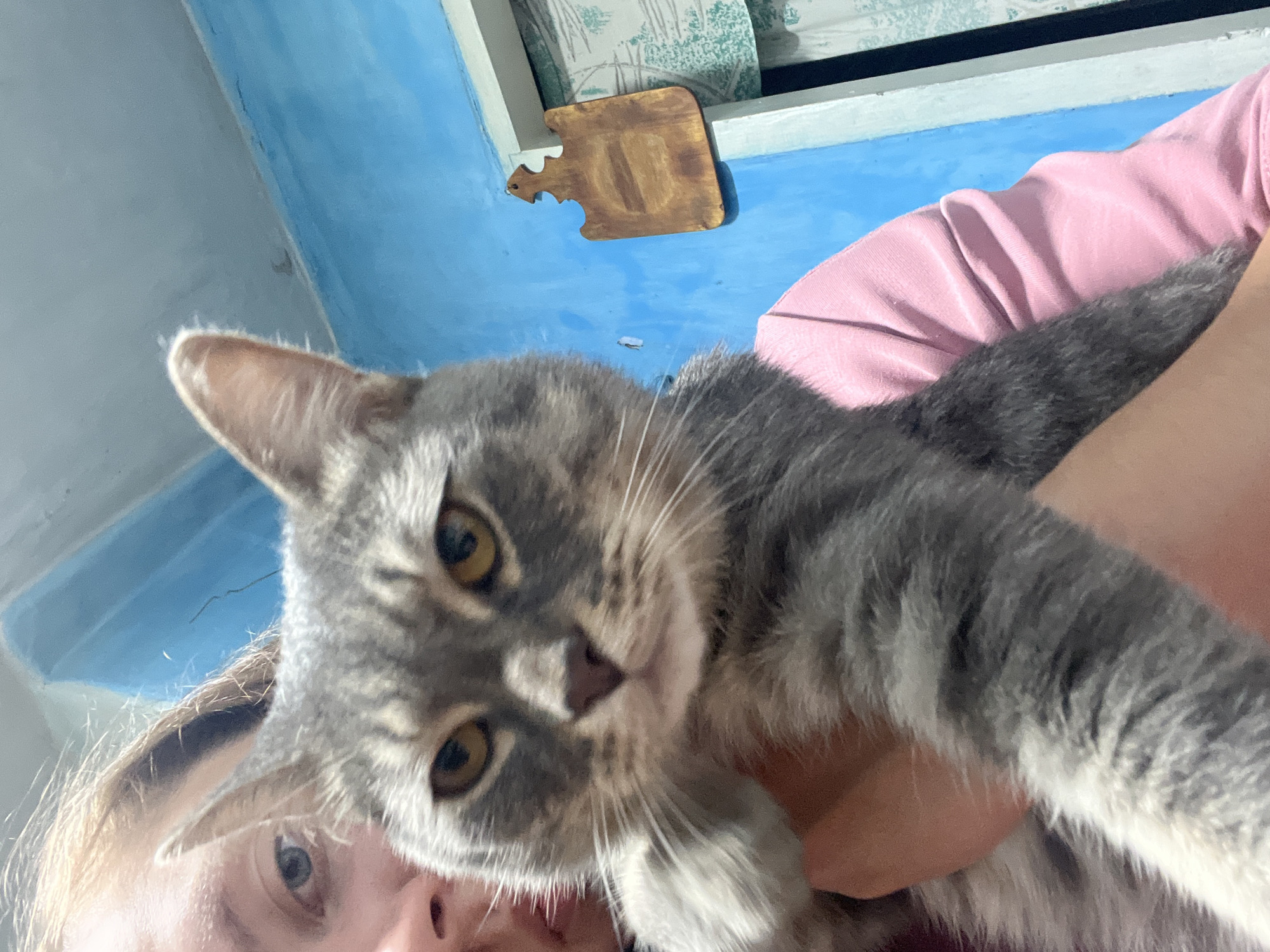 In an indoor setting with bright blue walls, a person holds a gray tabby cat. The person's face is partially visible on the left side of the frame, with light brown hair. The cat is centered in the image, with its head and front paws in the foreground. The cat has distinctive gray tabby markings, yellow eyes, and a pink nose. The person is wearing a pink long-sleeved shirt. In the background, a small wooden decorative item is hanging on the wall. The overall scene is a casual, personal photograph. The location in Nizhny Tagil, Russia cannot be determined from the image.