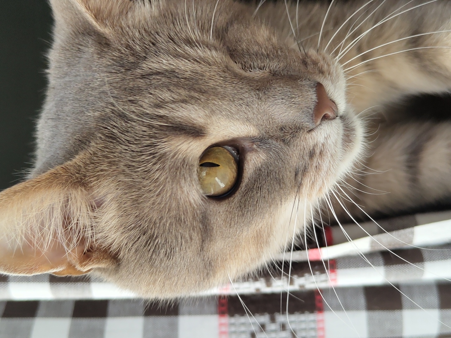 A close-up shot of a tabby cat's face fills the frame. The cat has grey fur with darker stripes and a distinctive light-colored eye with a vertical pupil, appearing to be looking downwards. The other eye is not visible. A checkered fabric, black and white with thin red lines, is to the left of the cat, partially obscuring its face. The cat's whiskers are prominent, extending outward. The background is dark and out of focus. The cat is positioned in an indoor environment, but the specific location within a city or its surrounding area is unknown.