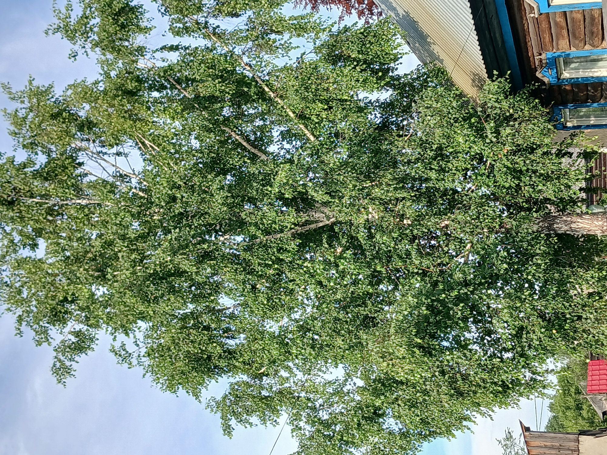 This is a full-frame, eye-level, outdoor, vertical photograph taken on a sunny day. The image depicts a tall, leafy birch tree dominating the center and left side of the frame, its branches extending upwards and outwards against a clear blue sky with wispy white clouds. The tree's trunk, visible at the bottom center, has characteristic white bark with dark markings.
To the right of the tree, a portion of a wooden house is visible. The house has log construction with visible horizontal logs. It features a corrugated metal roof with a visible seam. Two windows with blue frames and decorative carved wooden trim above them are present. The window panes are reflecting the sky.
In the lower left of the image, a small portion of another wooden structure, possibly a shed or outbuilding, is visible. It has vertical wooden planks. Partially visible in the background, behind the birch tree and to the left, are green trees suggesting a rural or suburban setting. Red tiled roofing is also peeking out from behind the birch tree in the lower center. A thin black electrical wire crosses the upper left quadrant of the image.
The scene appears to be located in a residential area. Based on visual cues common to Russian rural architecture, such as the log house construction, decorative window trim, and corrugated metal roofing, this scene is likely from Prokopyevsk, Russia. There are no people or animals visible in the image. The overall impression is a tranquil, sun-drenched day in a village or the outskirts of a town.