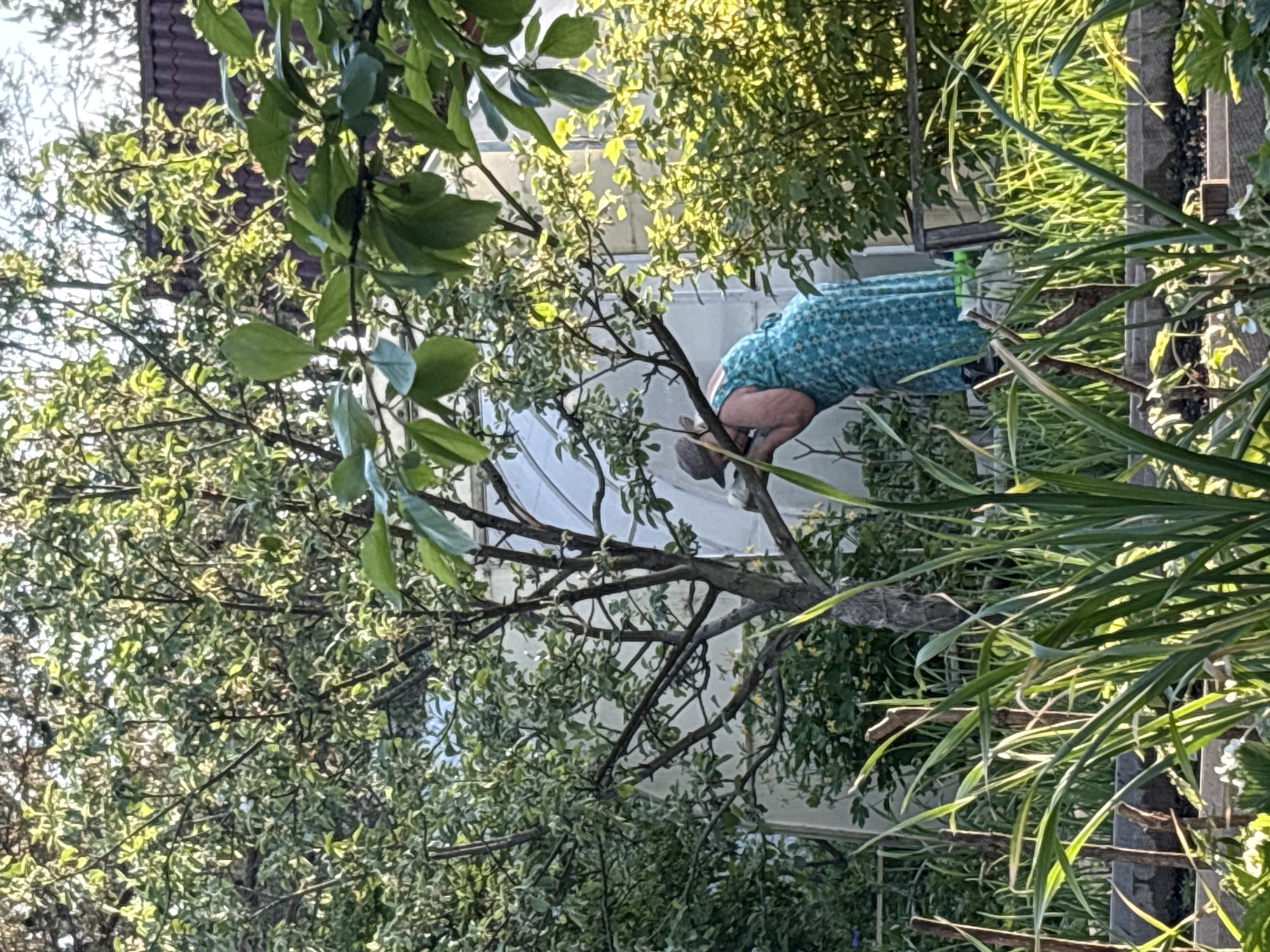 This image depicts an outdoor garden scene in Ленинградская, Russia, under bright, natural sunlight, likely late afternoon or early morning. A single female individual, wearing a patterned blue-green sleeveless dress and a light-colored cap, is bent over, interacting with a branch of a deciduous tree located centrally in the frame. Her hands are positioned near the branch, suggesting an action of inspection or tending. The foreground is dominated by tall, verdant grasses and leafy plants. In the mid-ground and background, numerous green trees and shrubs are visible, creating a lush environment. A large, translucent white greenhouse or polytunnel structure is positioned in the background, behind the central tree. The dark-tiled roof of a building is partially visible above the tree line in the upper right background. Raised garden beds, containing various plants including some with small white flowers, are partially visible in the lower right.