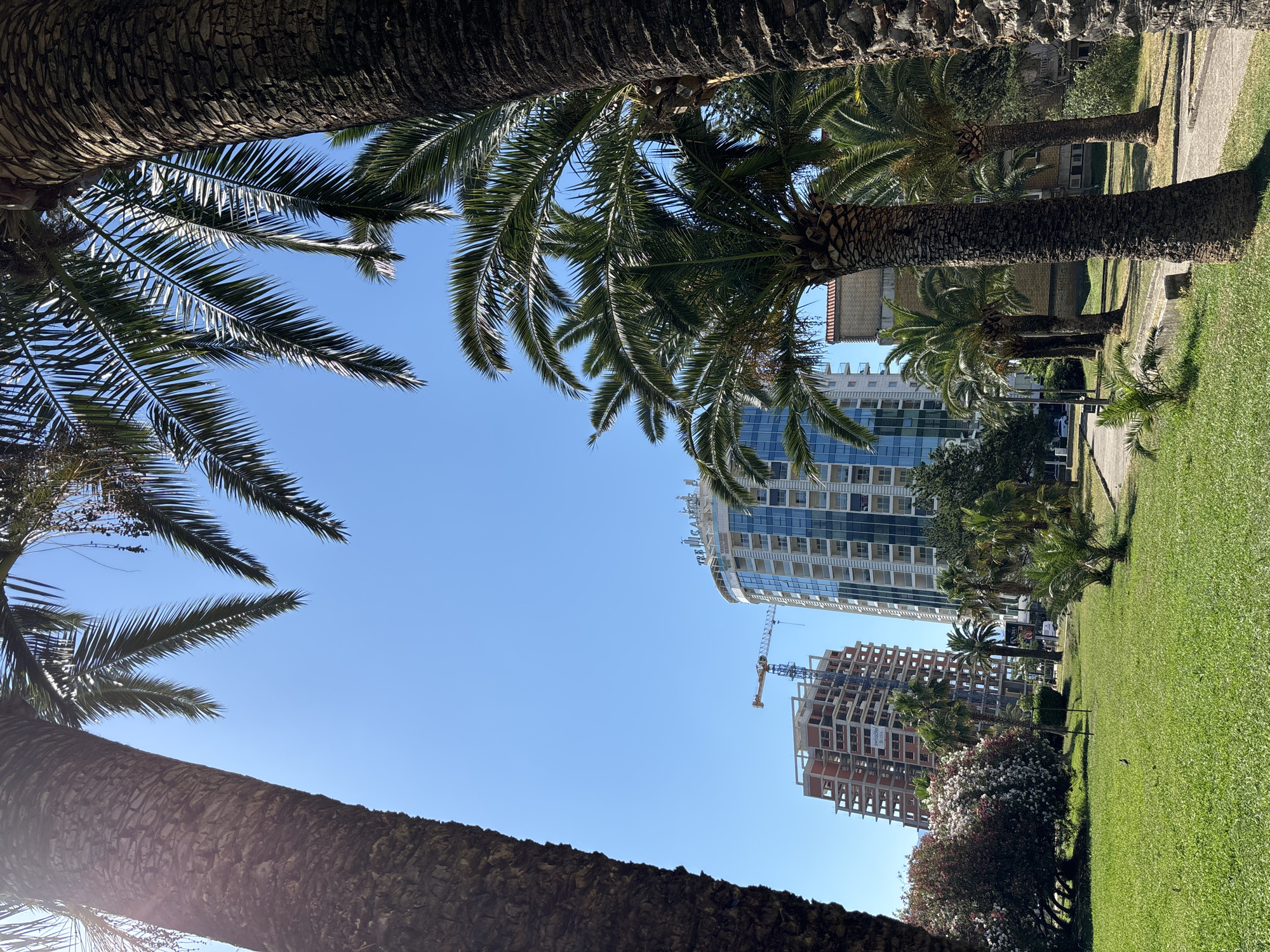 A bright, sunny day in Budva, Montenegro, is captured in this image. Palm trees frame the foreground, their rough bark and fronds a stark contrast to the clear blue sky. Beyond the trees, modern buildings rise, one a sleek, glass-covered structure with a visible sign that reads "THE GRAND". Next to it, a partially constructed building stands, its concrete frame exposed, with a yellow crane towering above it. The scene suggests a developing urban environment with a tropical flair. A well-maintained green lawn with scattered patches of clover and a few small birds occupies the middle ground. A paved walkway winds through the grassy area, hinting at a park or public space. The overall impression is one of a vibrant, sunny day in a coastal city.